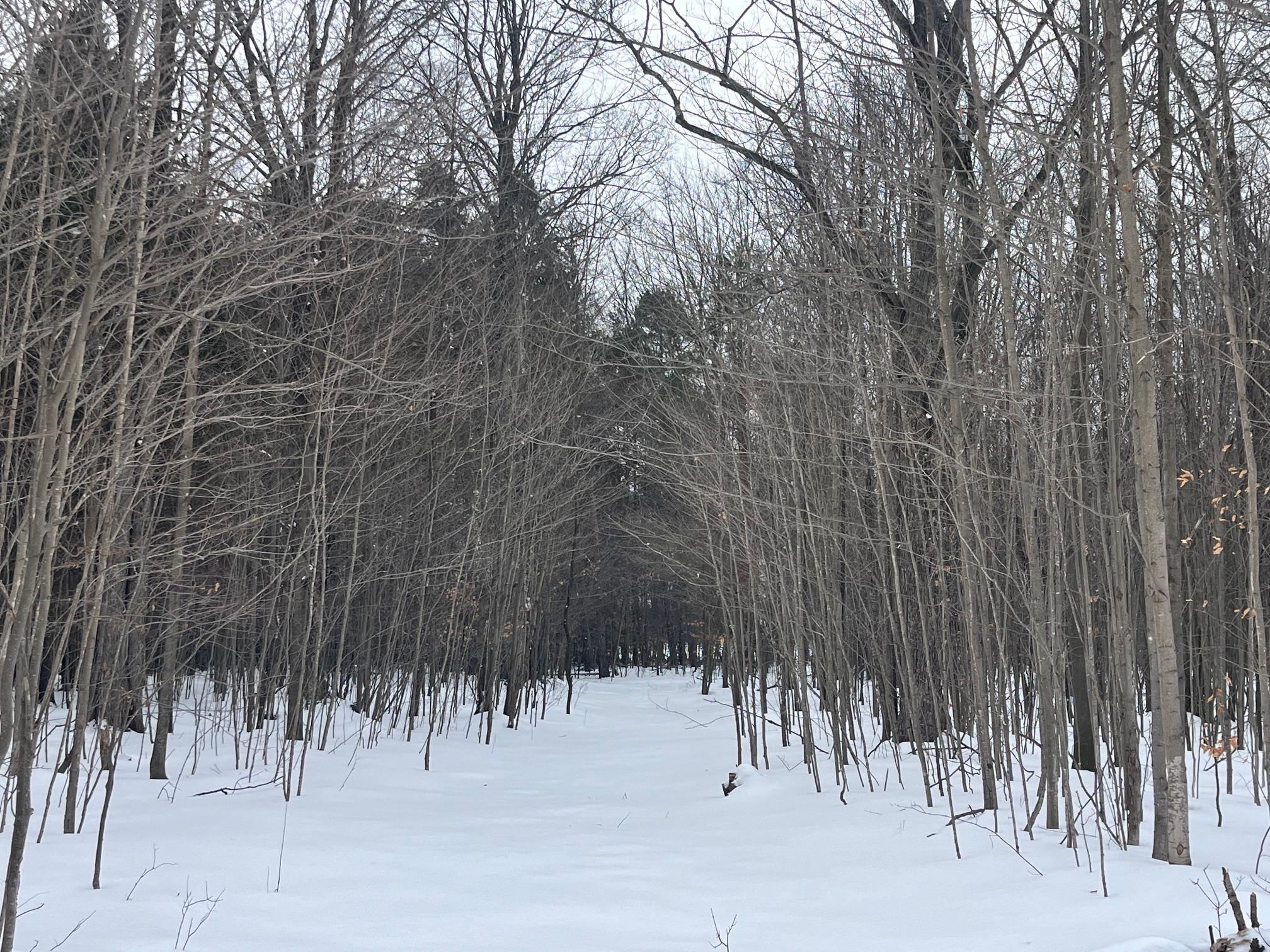 VL 9 Mile Road, Kaleva, MI, 49645