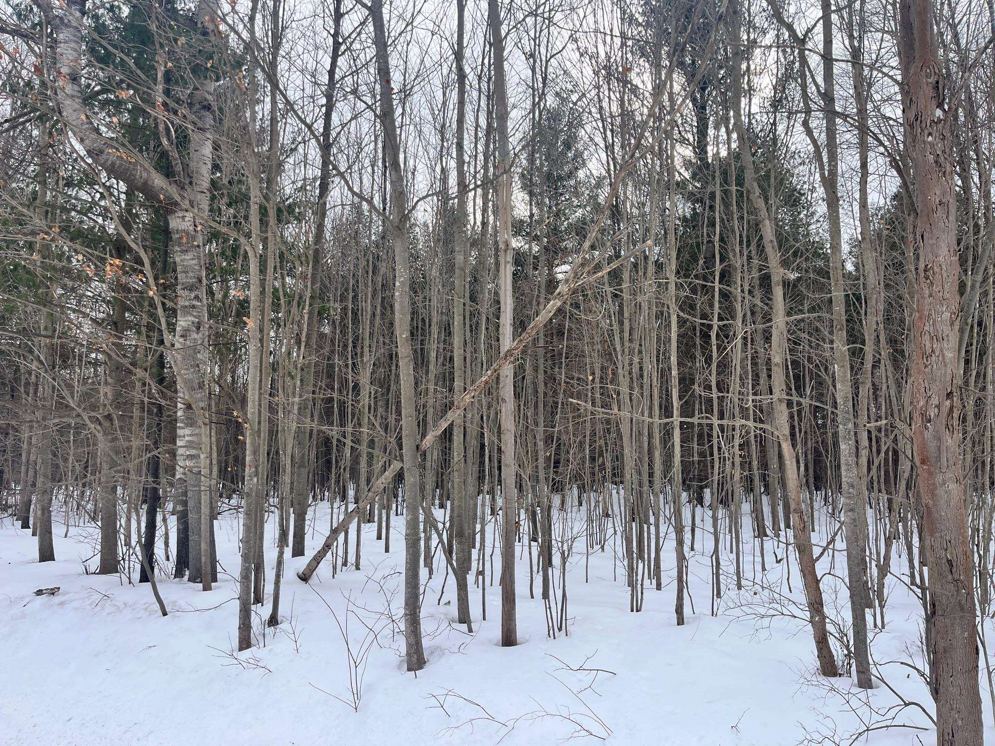 VL 9 Mile Road, Kaleva, MI, 49645