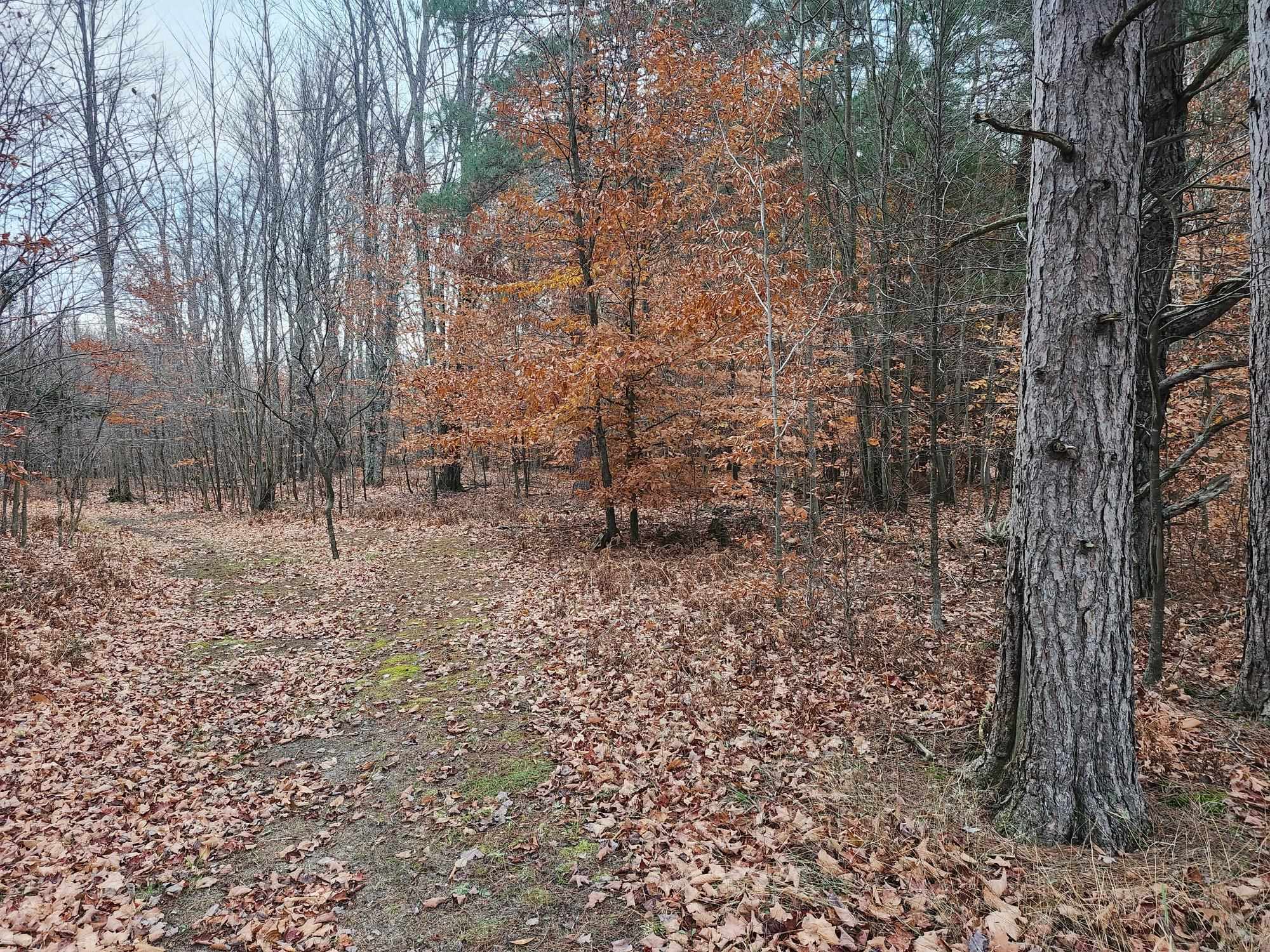 VL 9 Mile Road, Kaleva, MI, 49645