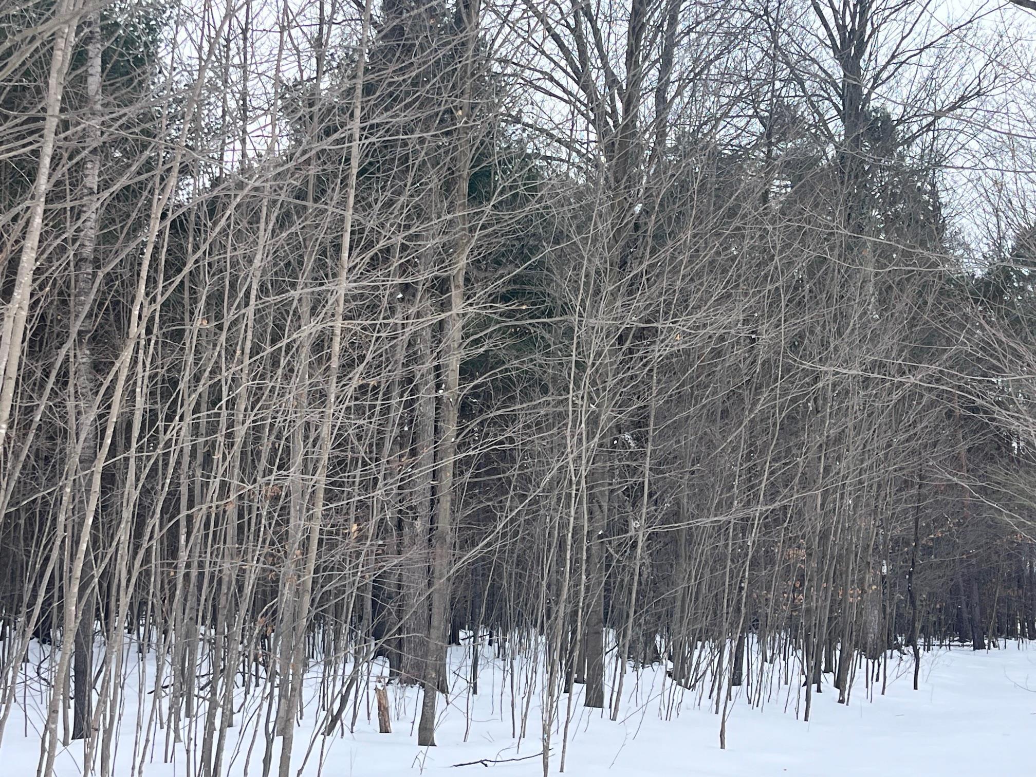 VL 9 Mile Road, Kaleva, MI, 49645