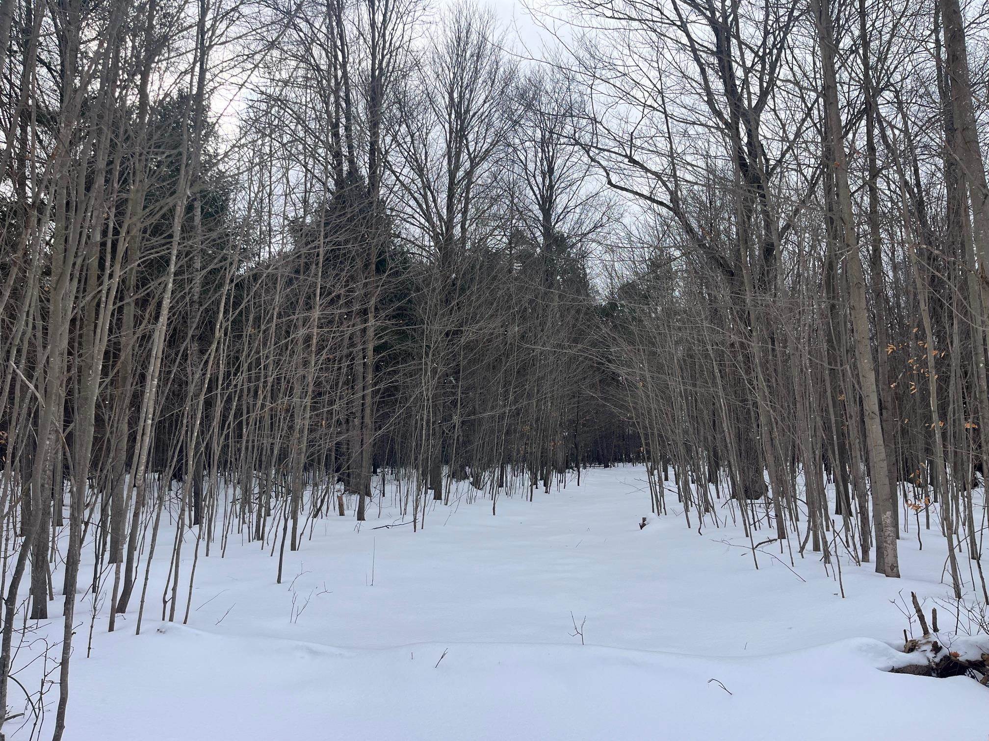 VL 9 Mile Road, Kaleva, MI, 49645