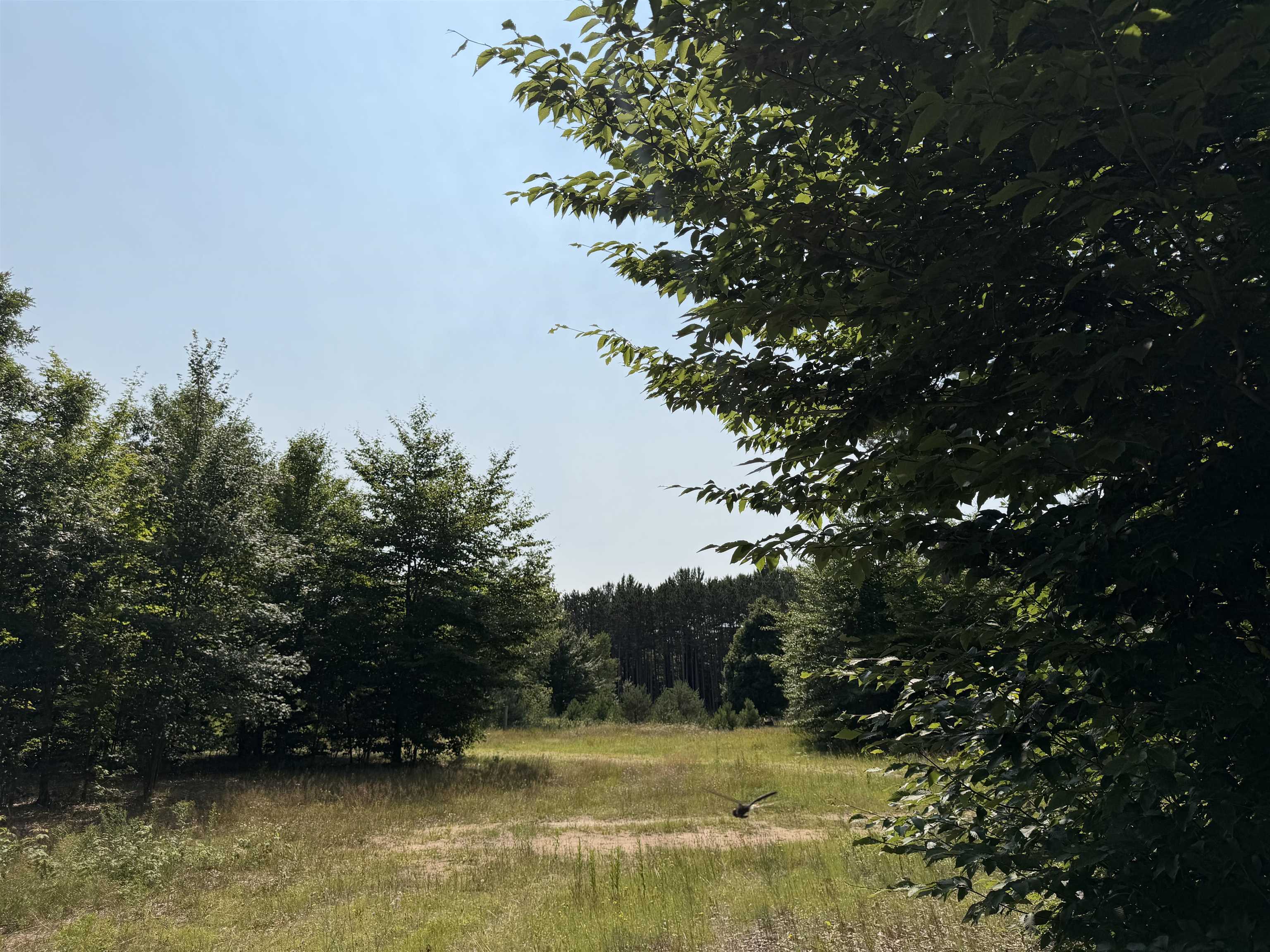 1st image of 0000 Landis Rd, Thompsonville, MI 49683 | MLS# 80065667