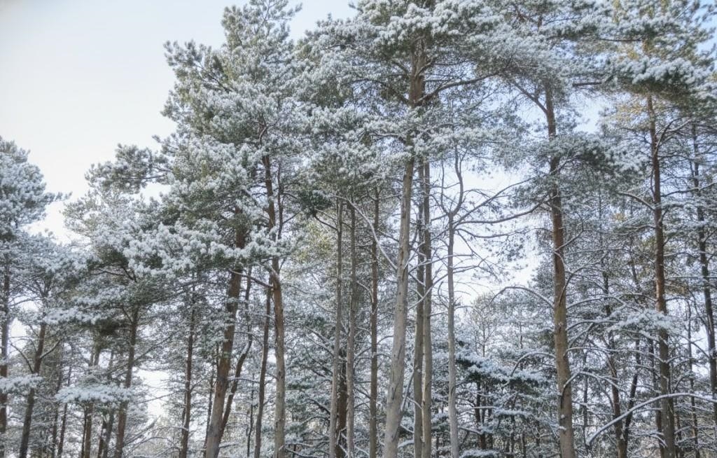 10.15 Spruce Hollow Trace, Fife Lake, MI, 49633