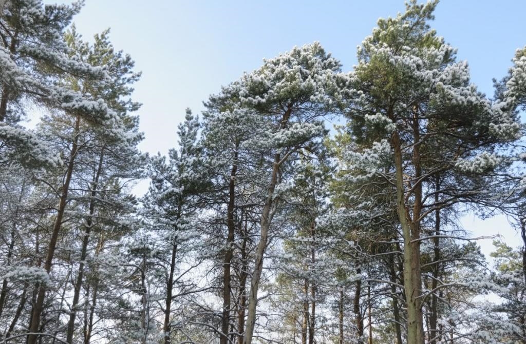 10.15 Spruce Hollow Trace, Fife Lake, MI, 49633