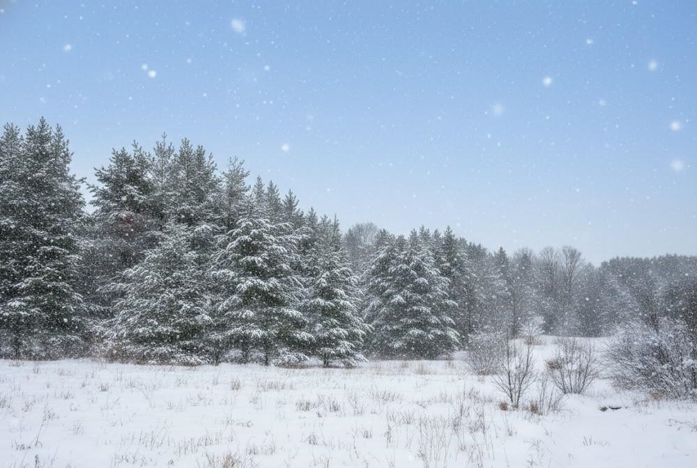 10.15 Spruce Hollow Trace, Fife Lake, MI, 49633