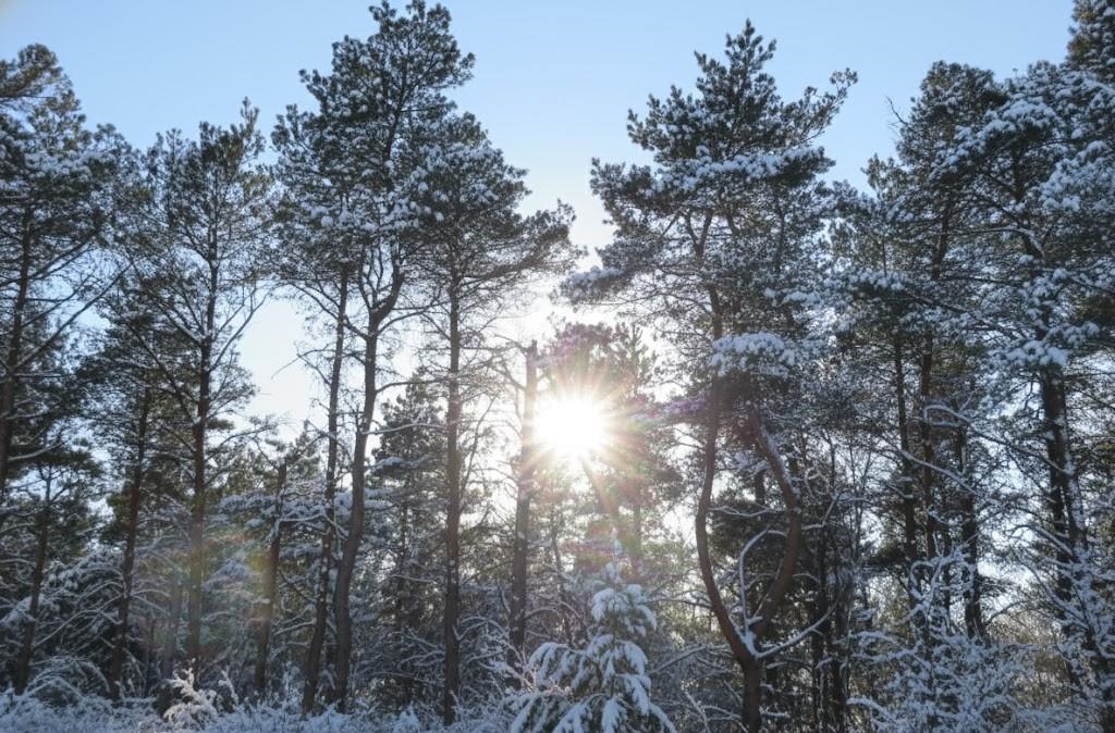 10.15 Spruce Hollow Trace, Fife Lake, MI, 49633