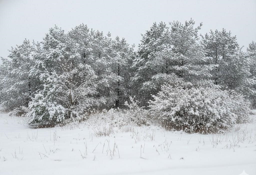 10.15 Spruce Hollow Trace, Fife Lake, MI, 49633