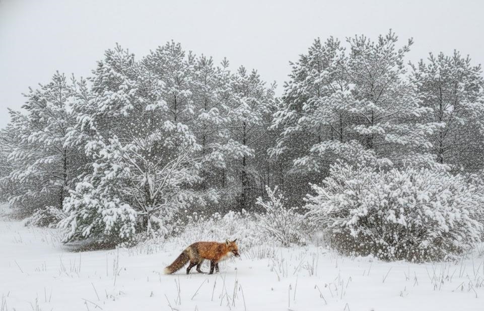 10.15 Spruce Hollow Trace, Fife Lake, MI, 49633