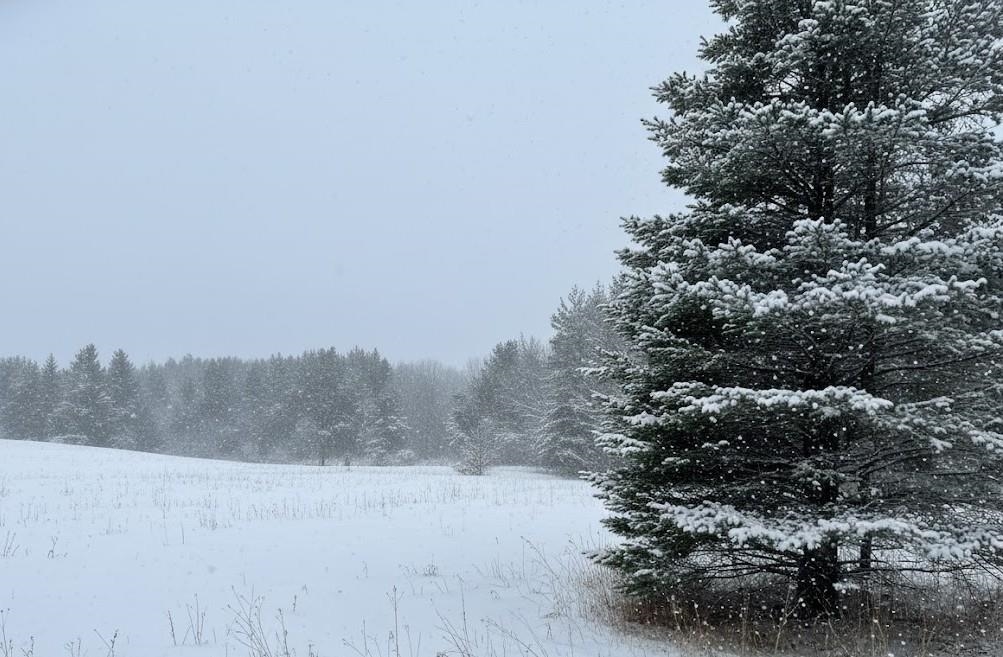 10.15 Spruce Hollow Trace, Fife Lake, MI, 49633