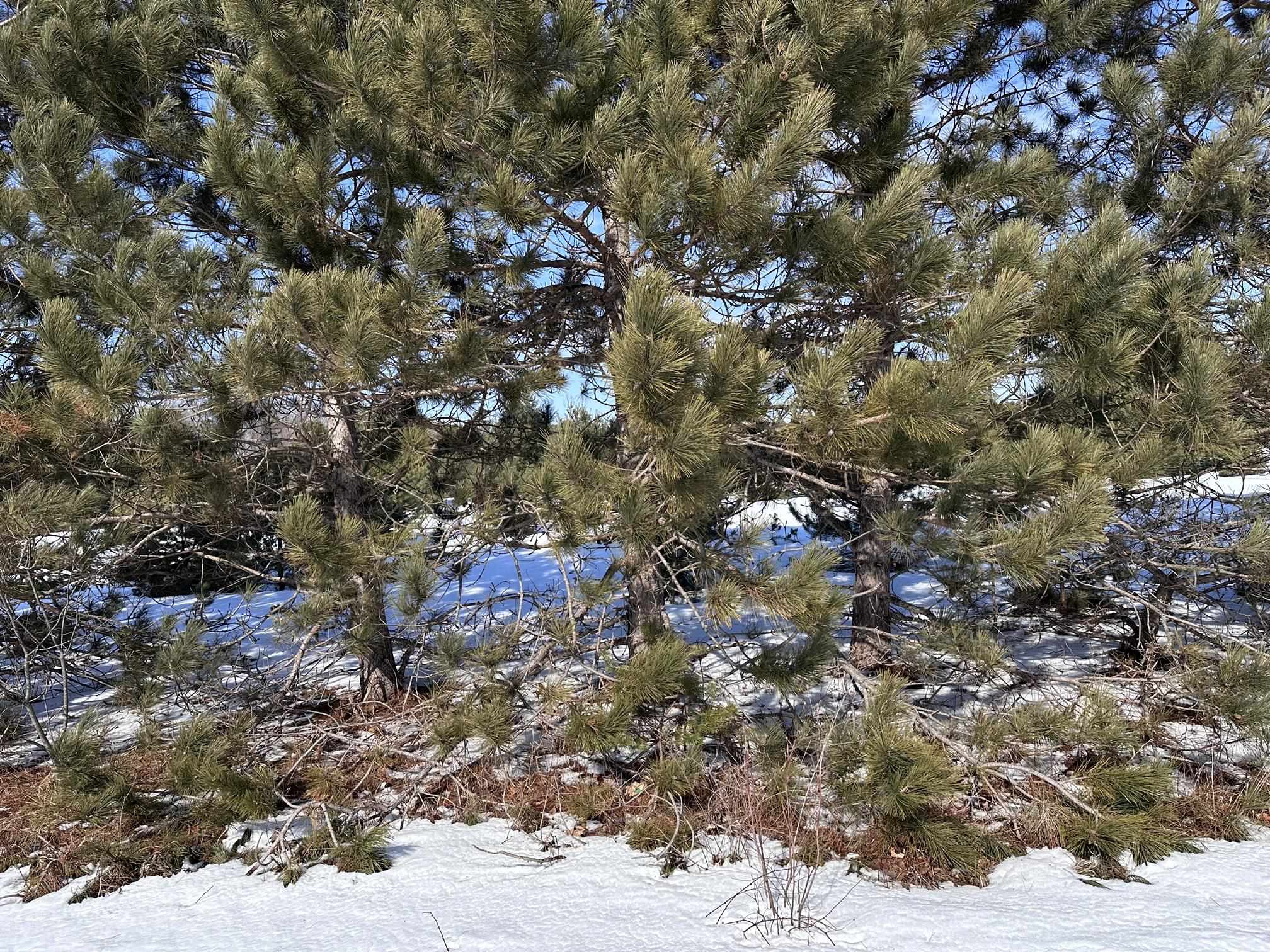 Interlochen, MI, 49643