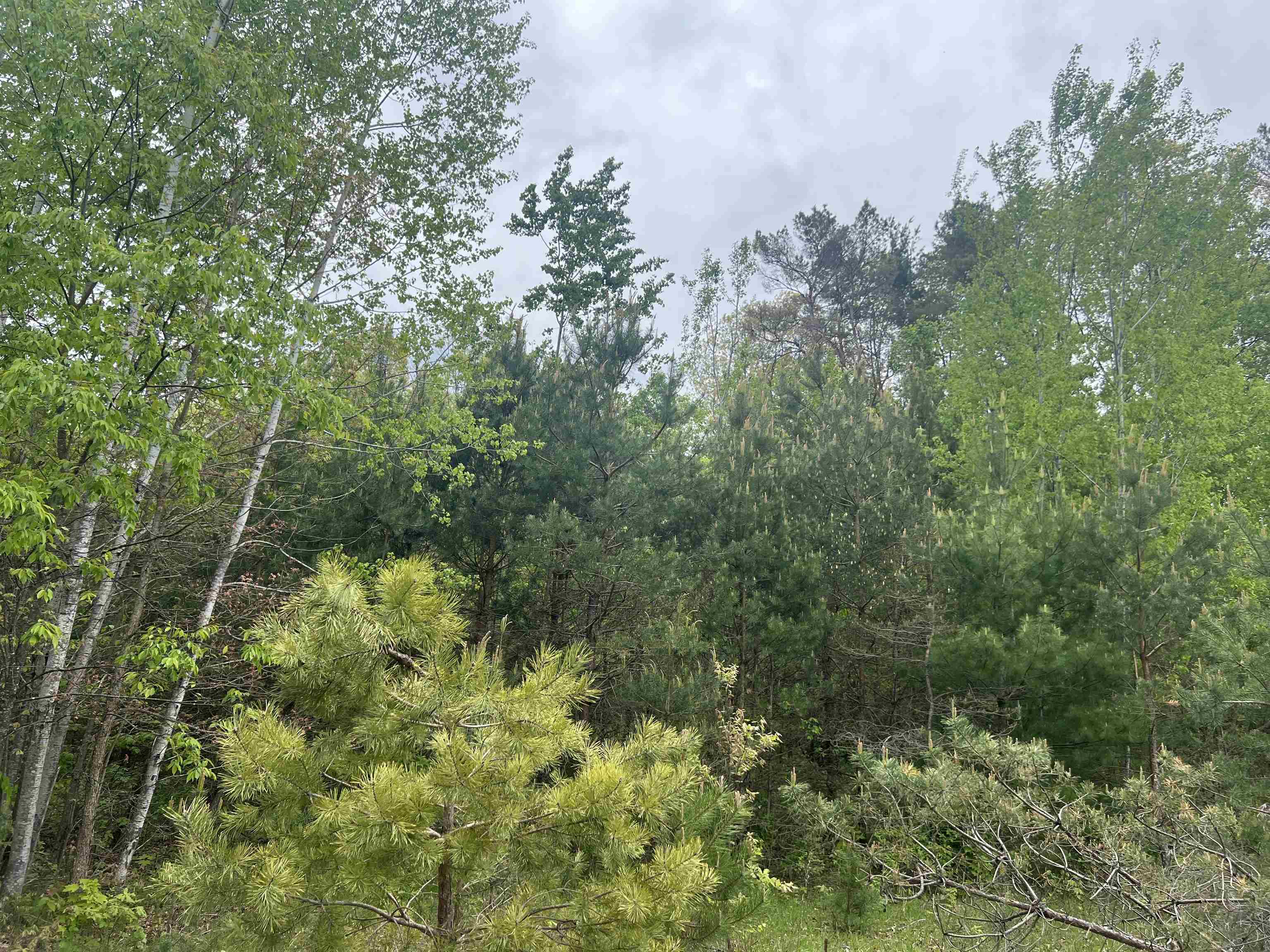 Lot 388 Wyndwood Drive photo 3