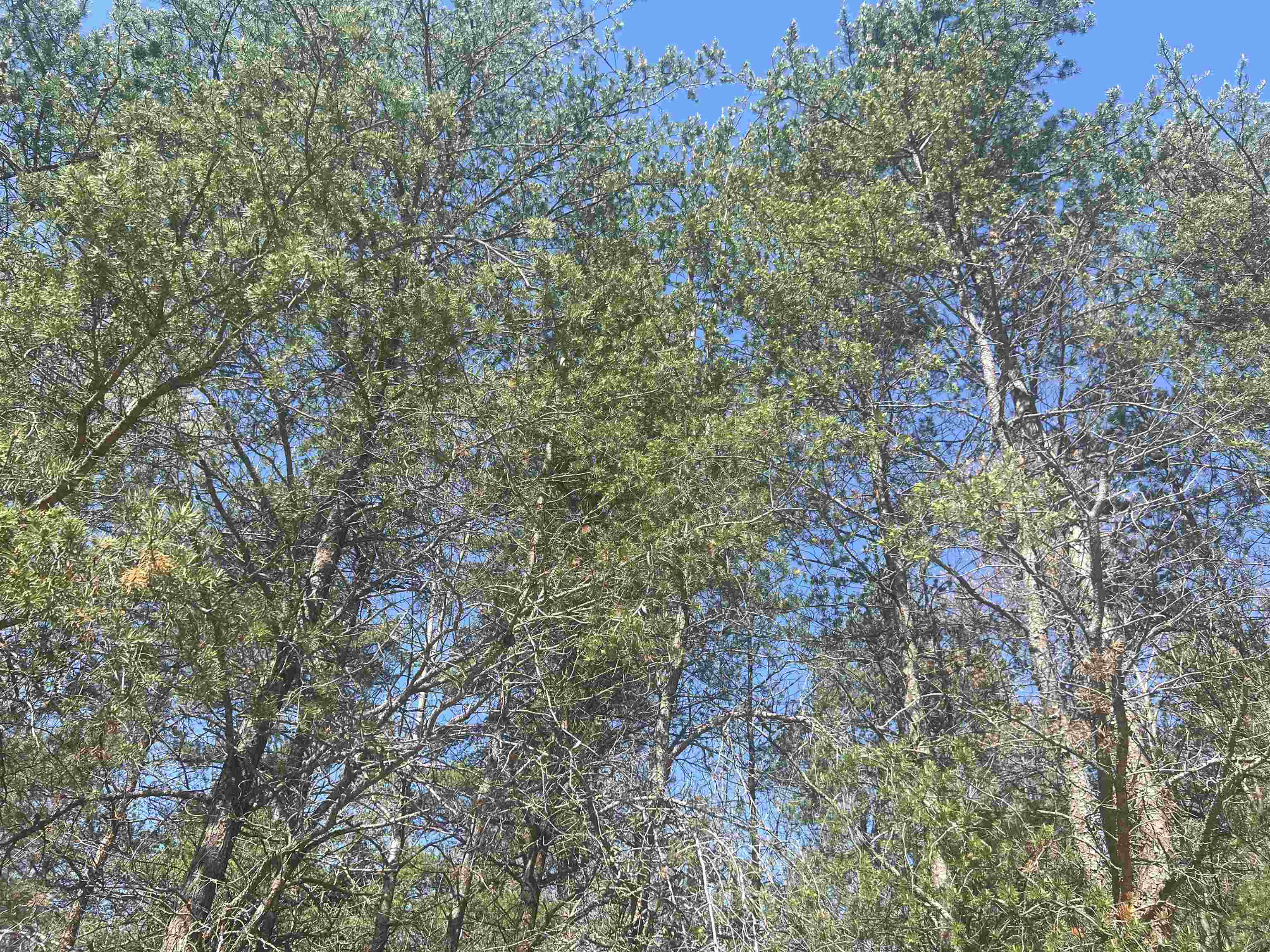 Lot 388 Wyndwood Drive photo 4