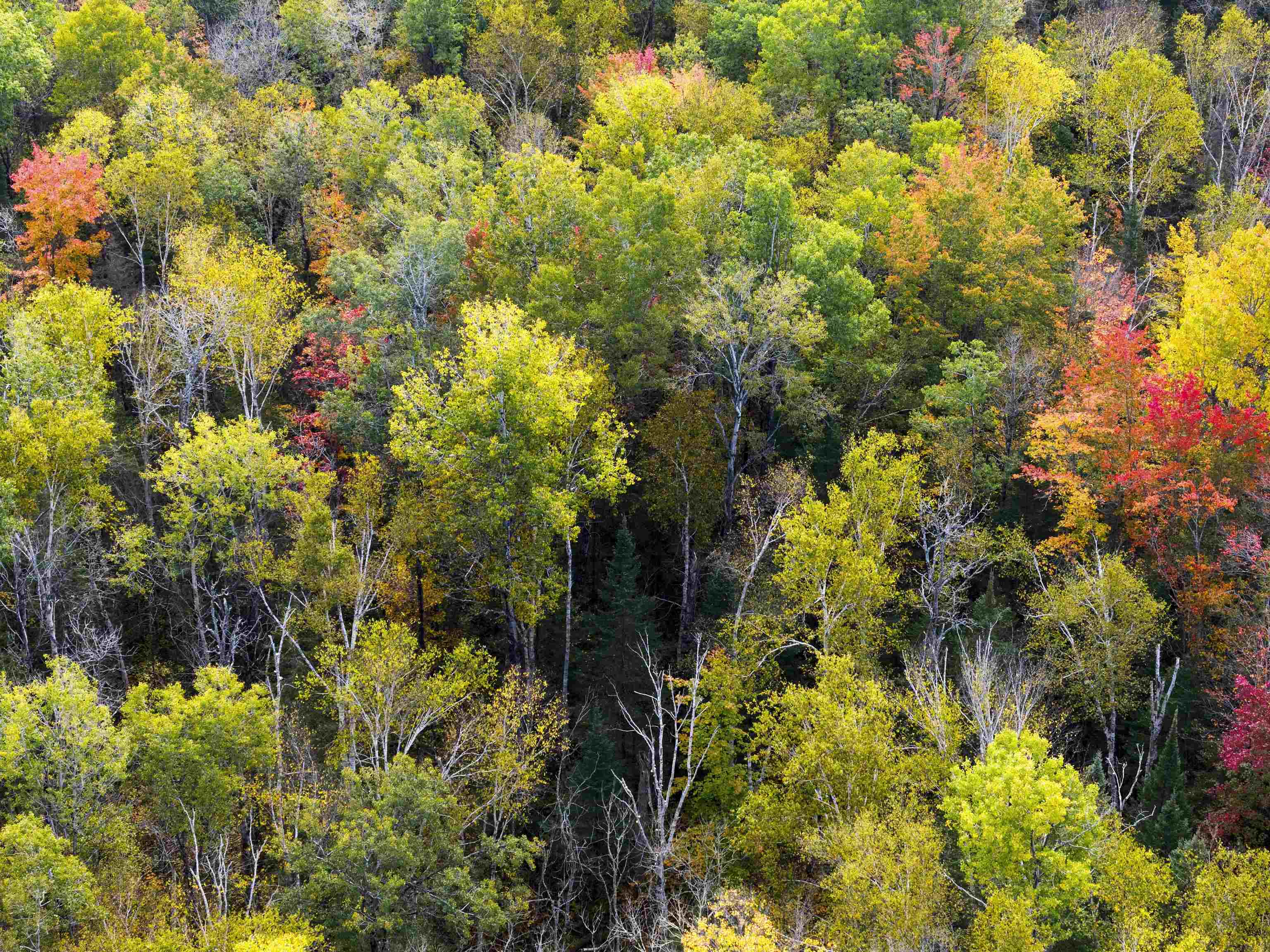 V/L M-117, Engadine, MI, 49827