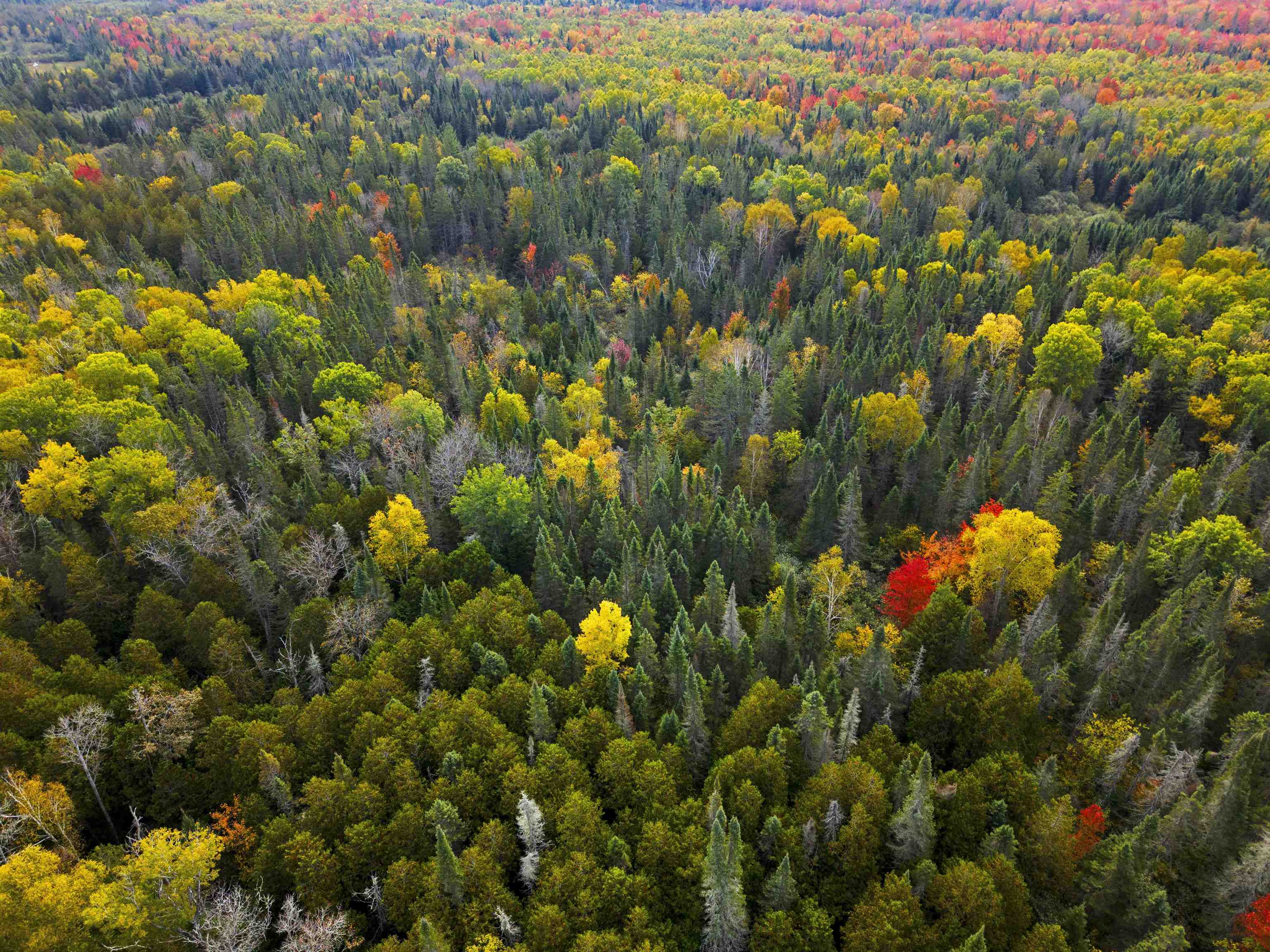 V/L M-117, Engadine, MI, 49827