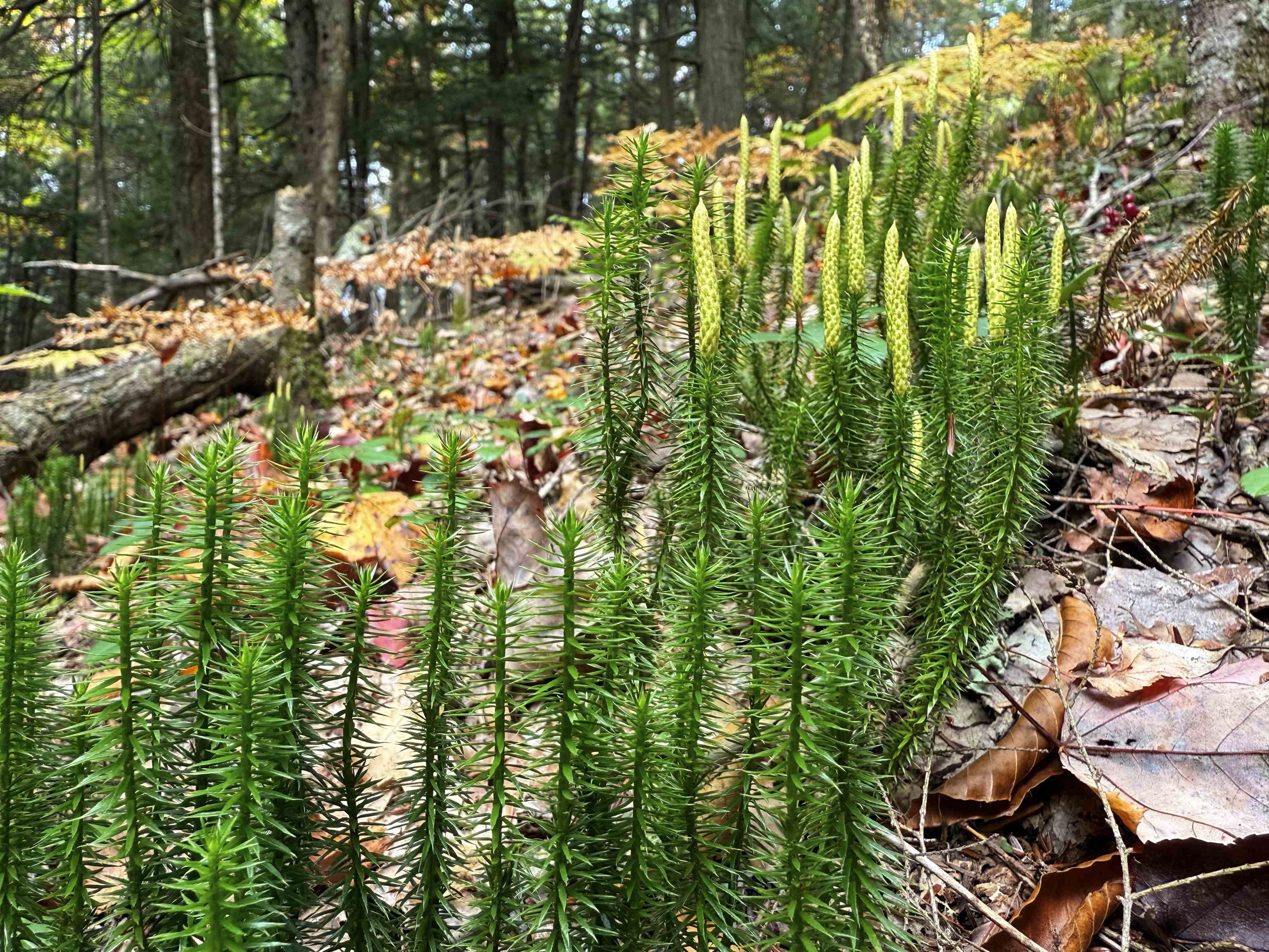 V/L M-117, Engadine, MI, 49827