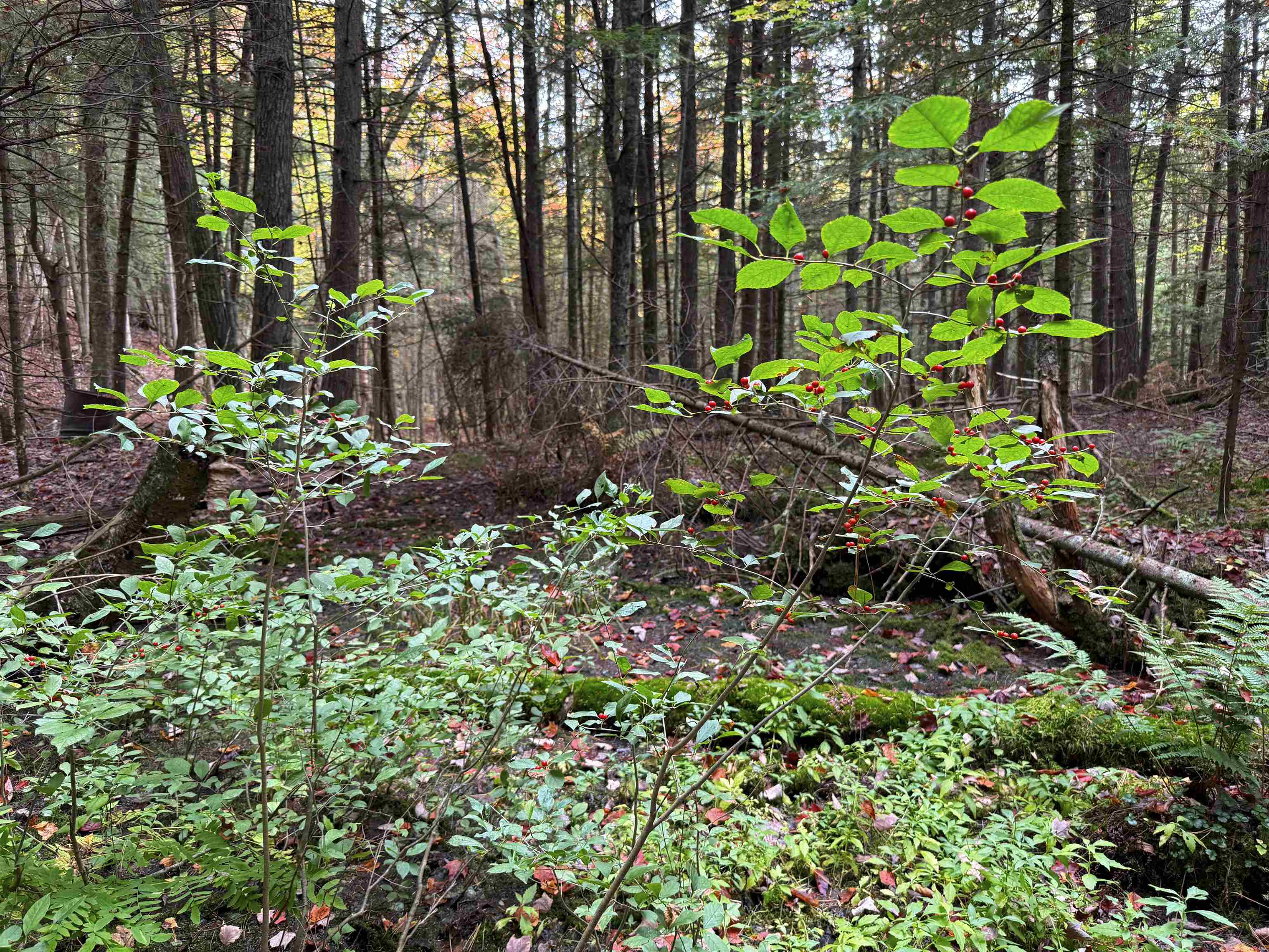 V/L M-117, Engadine, MI, 49827