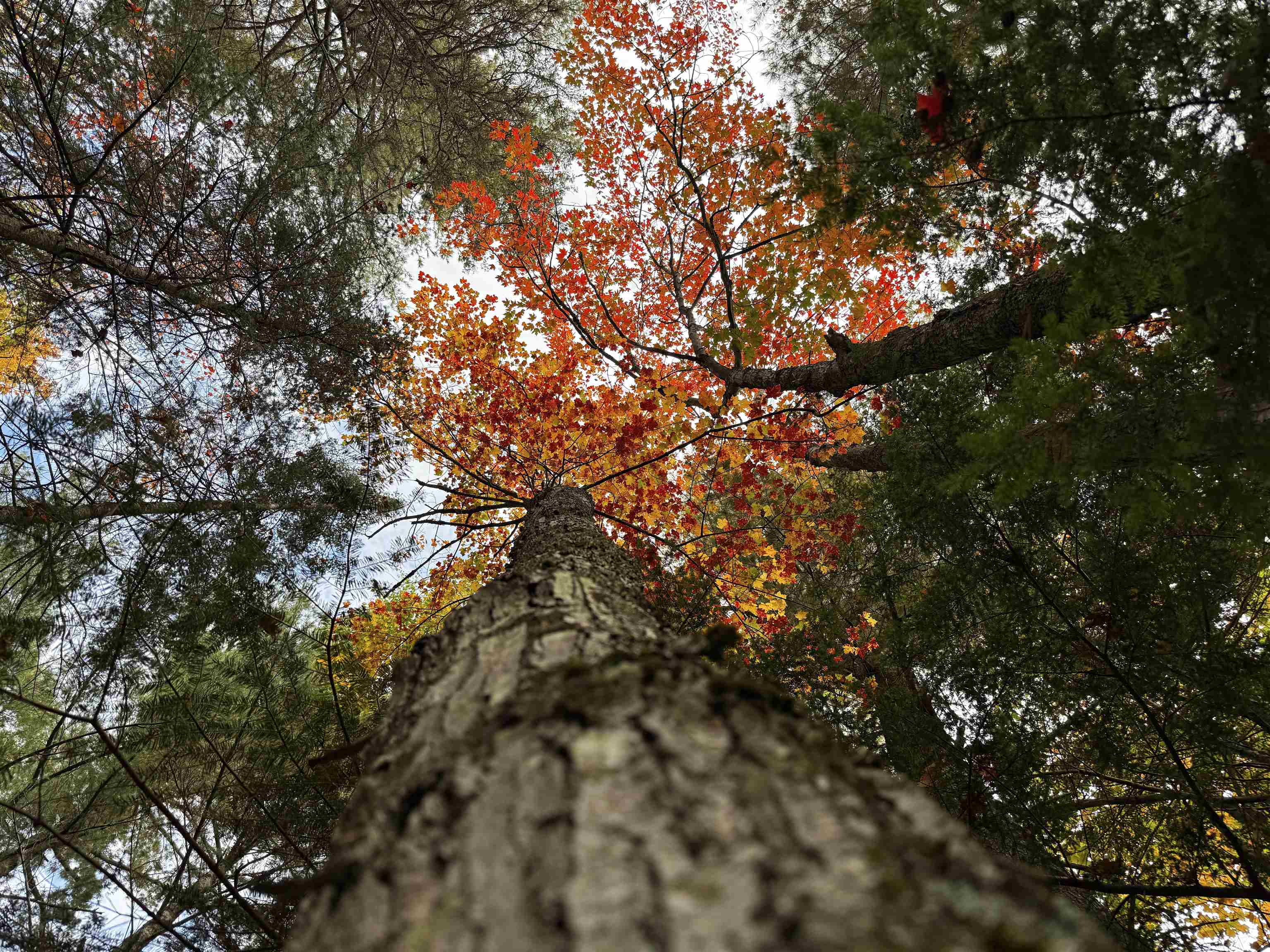 V/L M-117, Engadine, MI, 49827