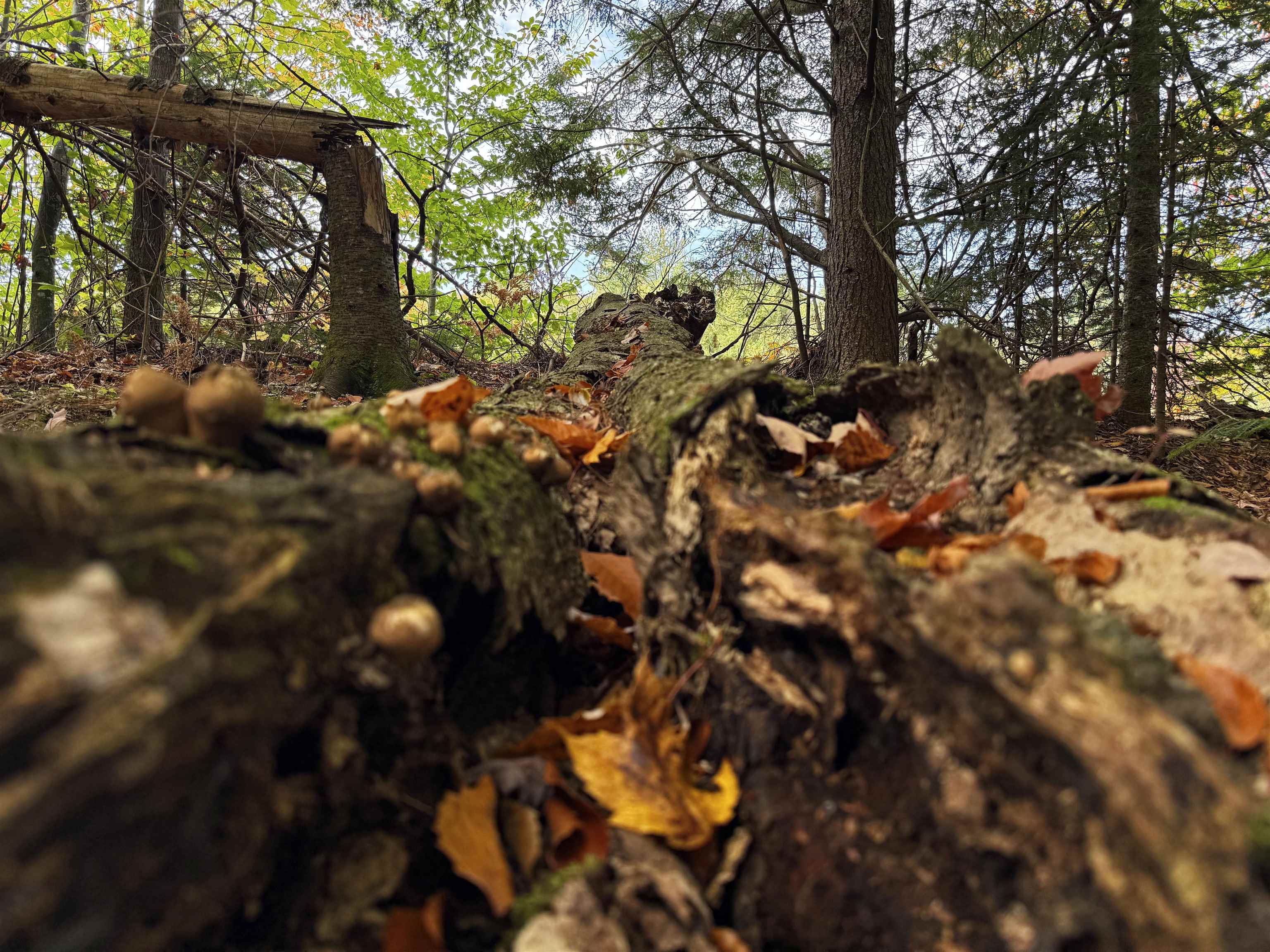 V/L M-117, Engadine, MI, 49827