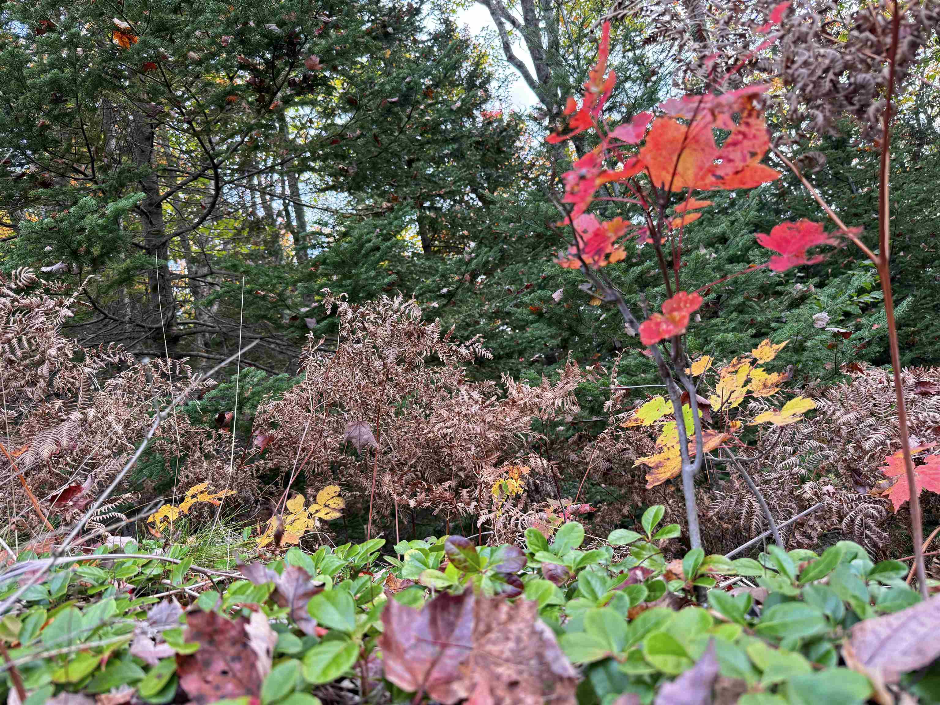 V/L M-117, Engadine, MI, 49827