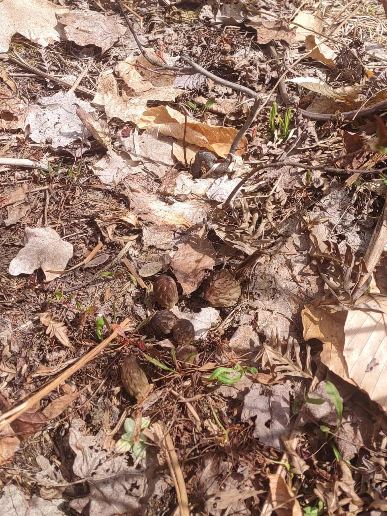 13544 Aylsworth Road, Beulah, MI, 49617