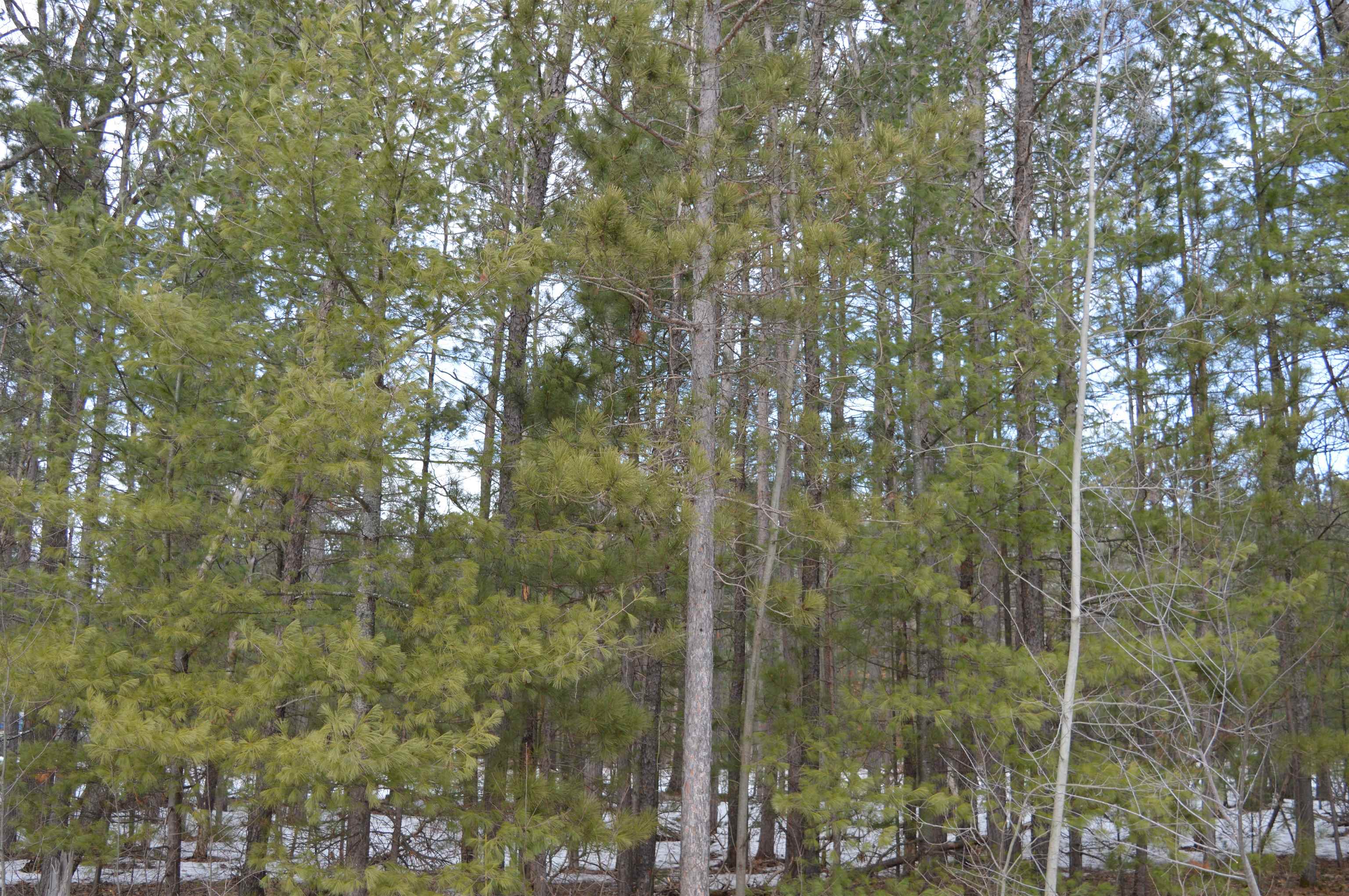 1983 Bunker Drive photo 18