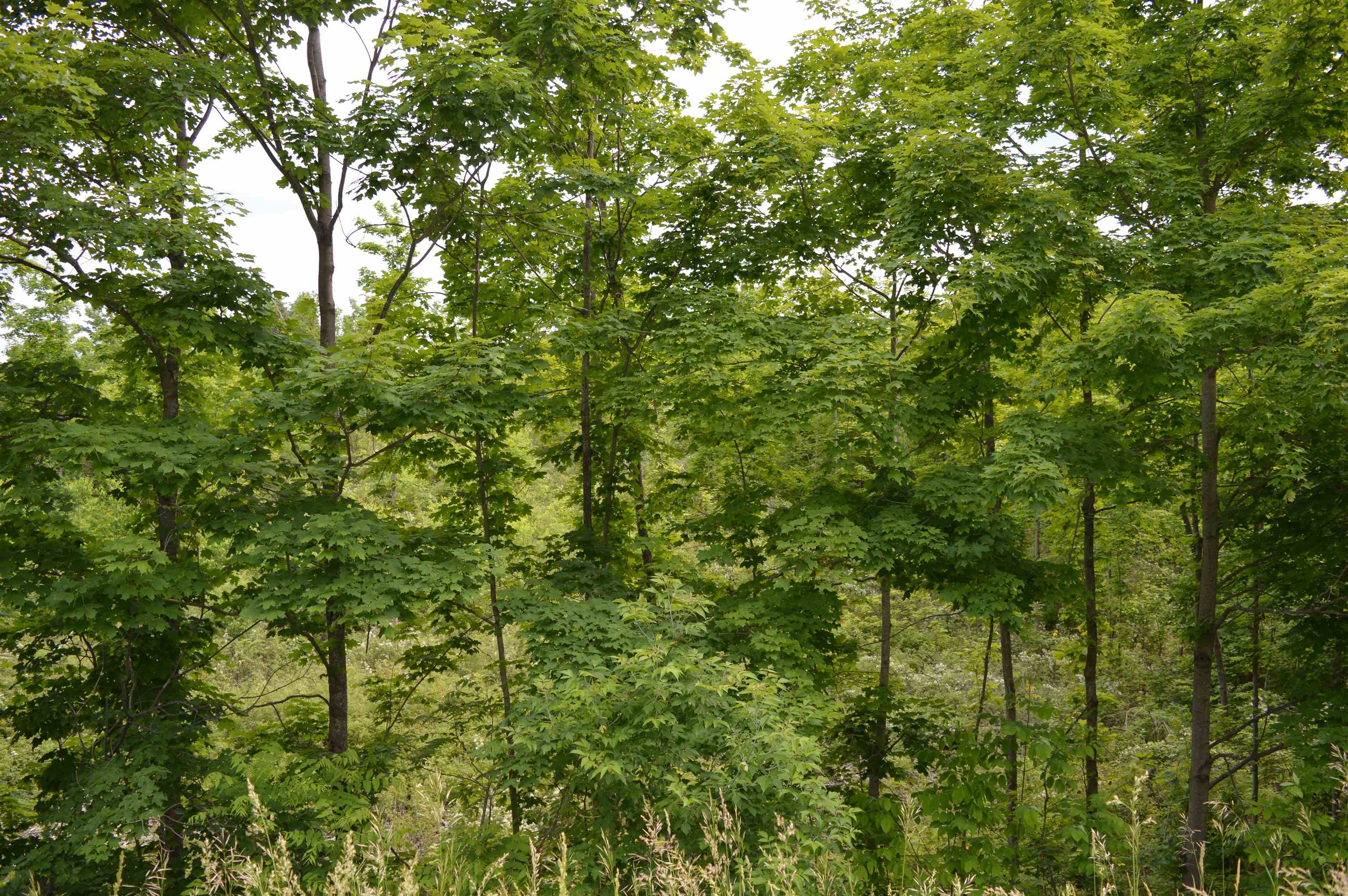 I Summit City Road Lot: I photo 13