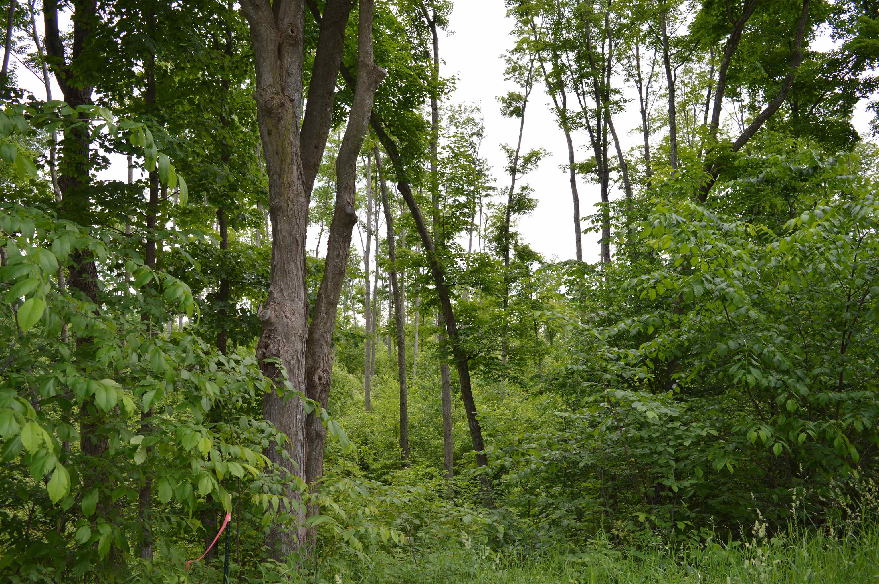 Homes for sale in Kingsley, MI | L Summit City Rd, Kingsley, MI 49649 | MLS# 80066063