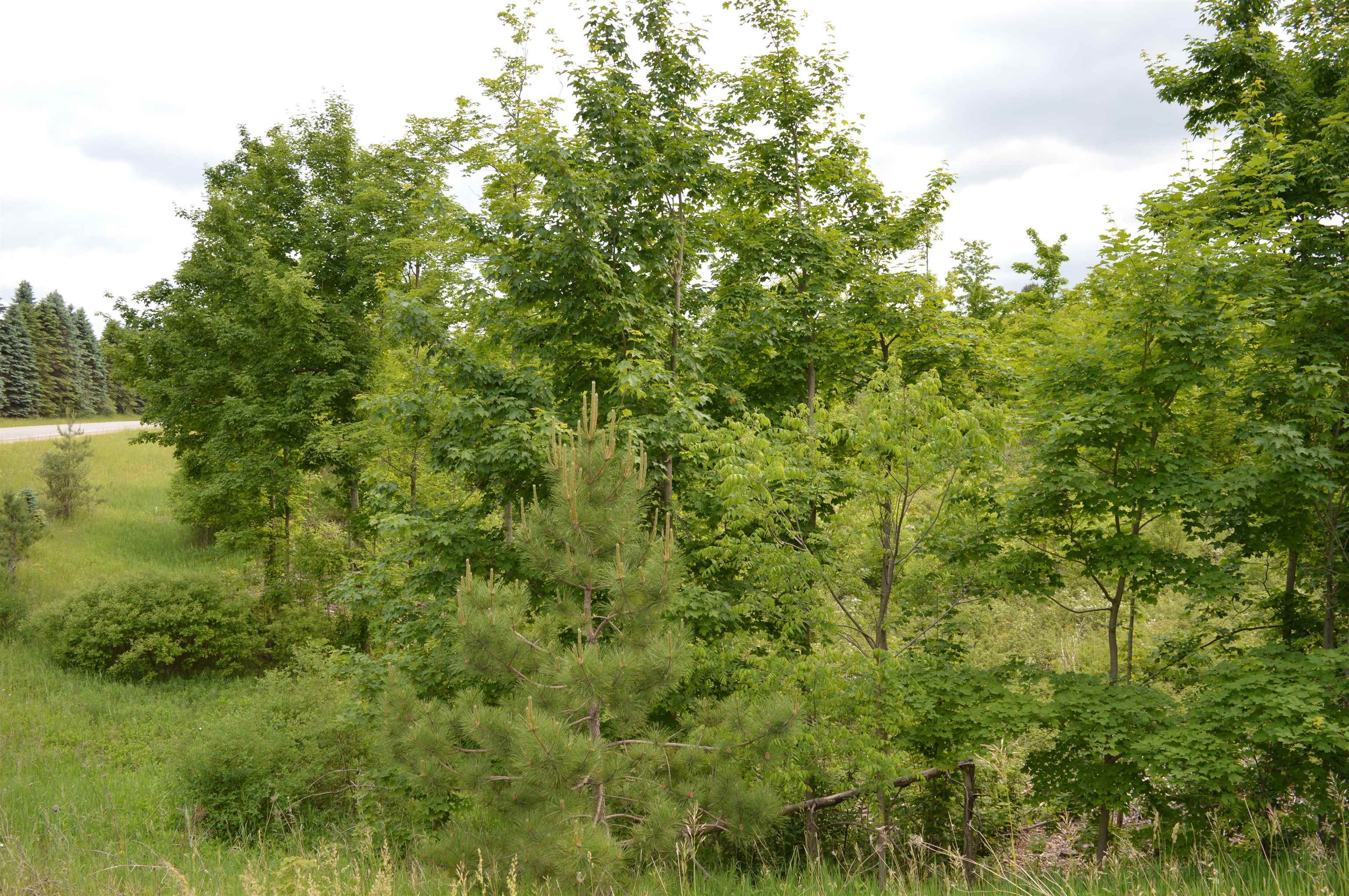 J Summit City Road, Kingsley, MI, 49649