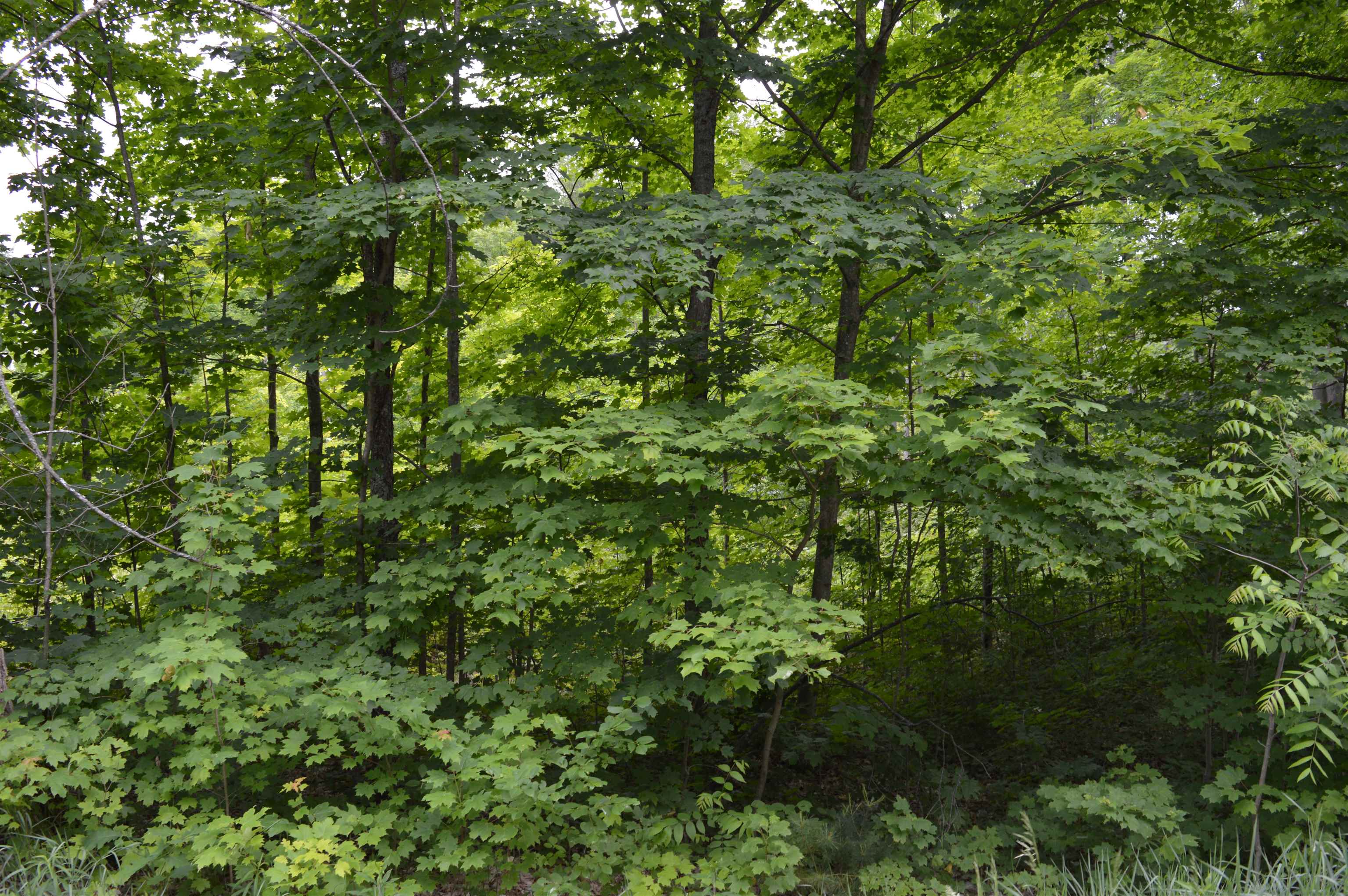 J Summit City Road, Kingsley, MI, 49649