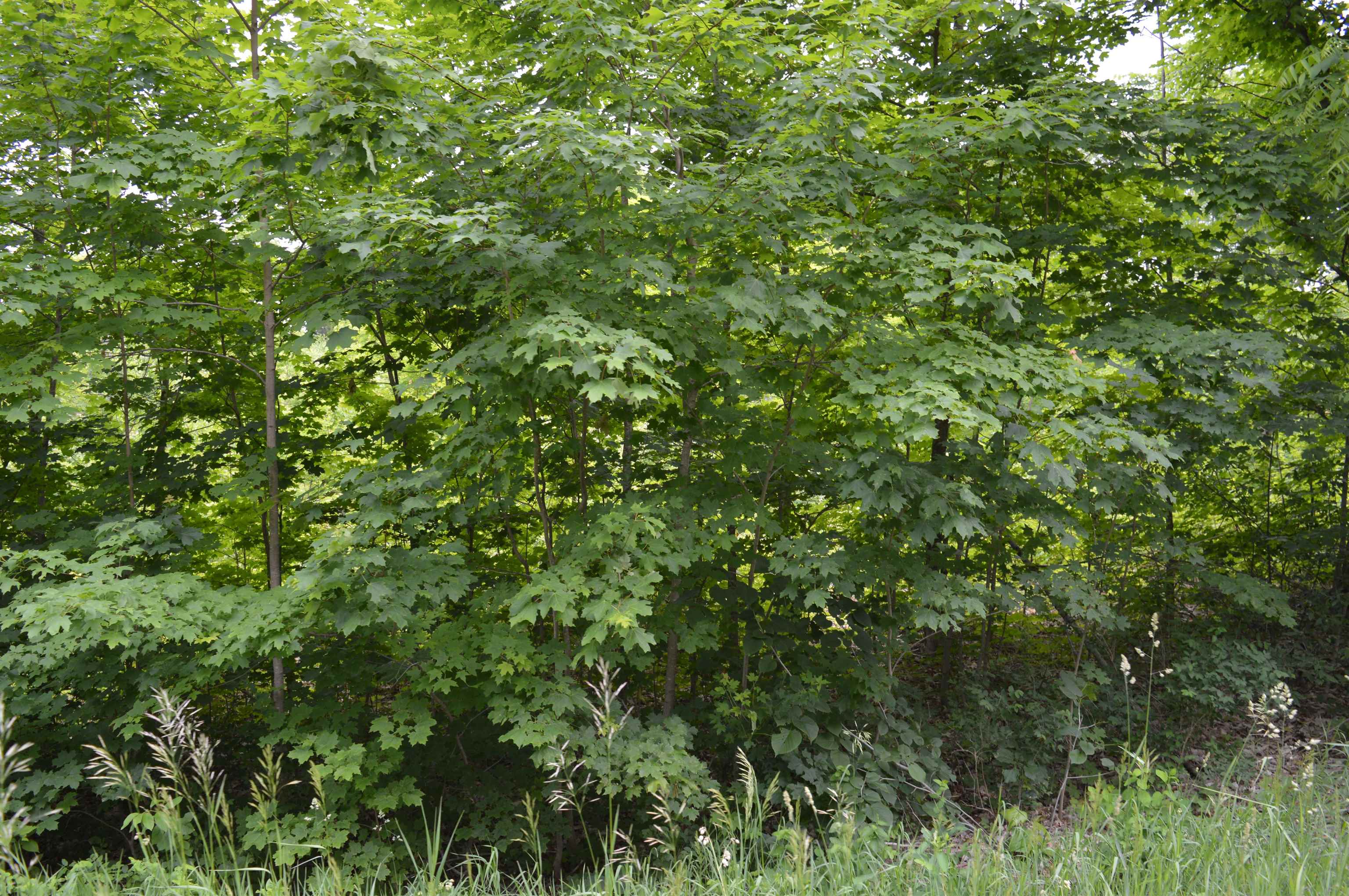 J Summit City Road, Kingsley, MI, 49649