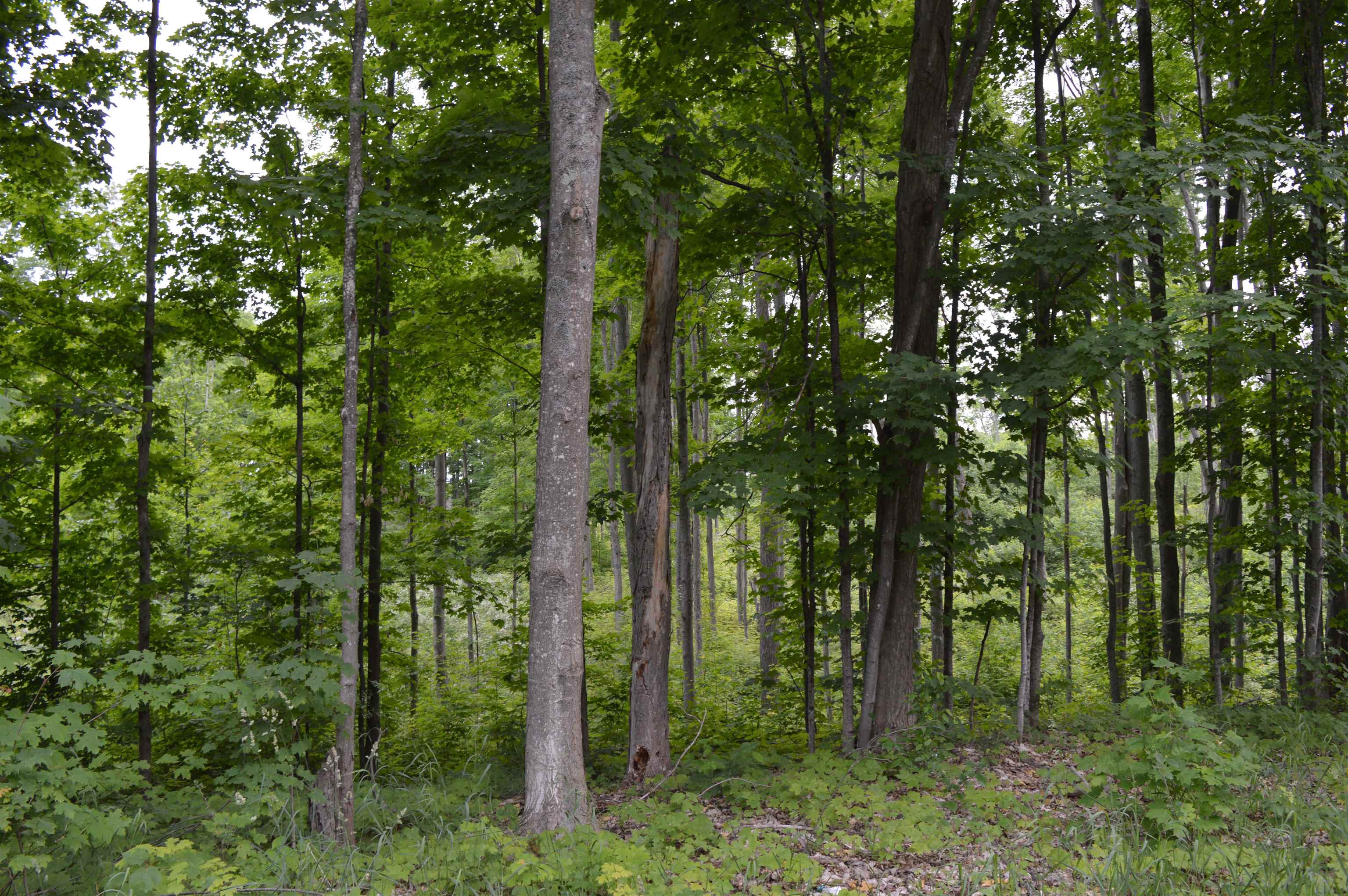 J Summit City Road, Kingsley, MI, 49649