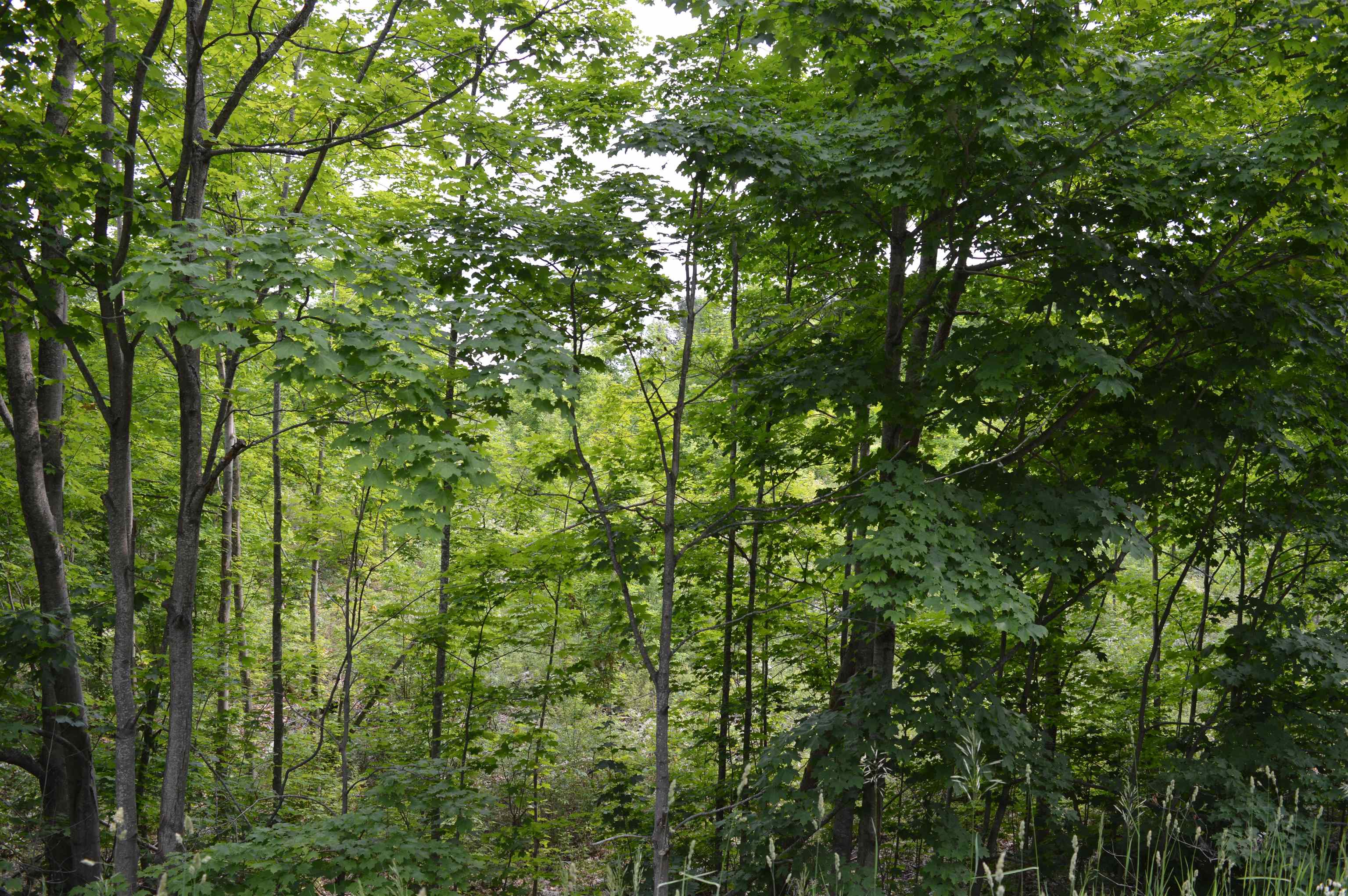 J Summit City Road, Kingsley, MI, 49649