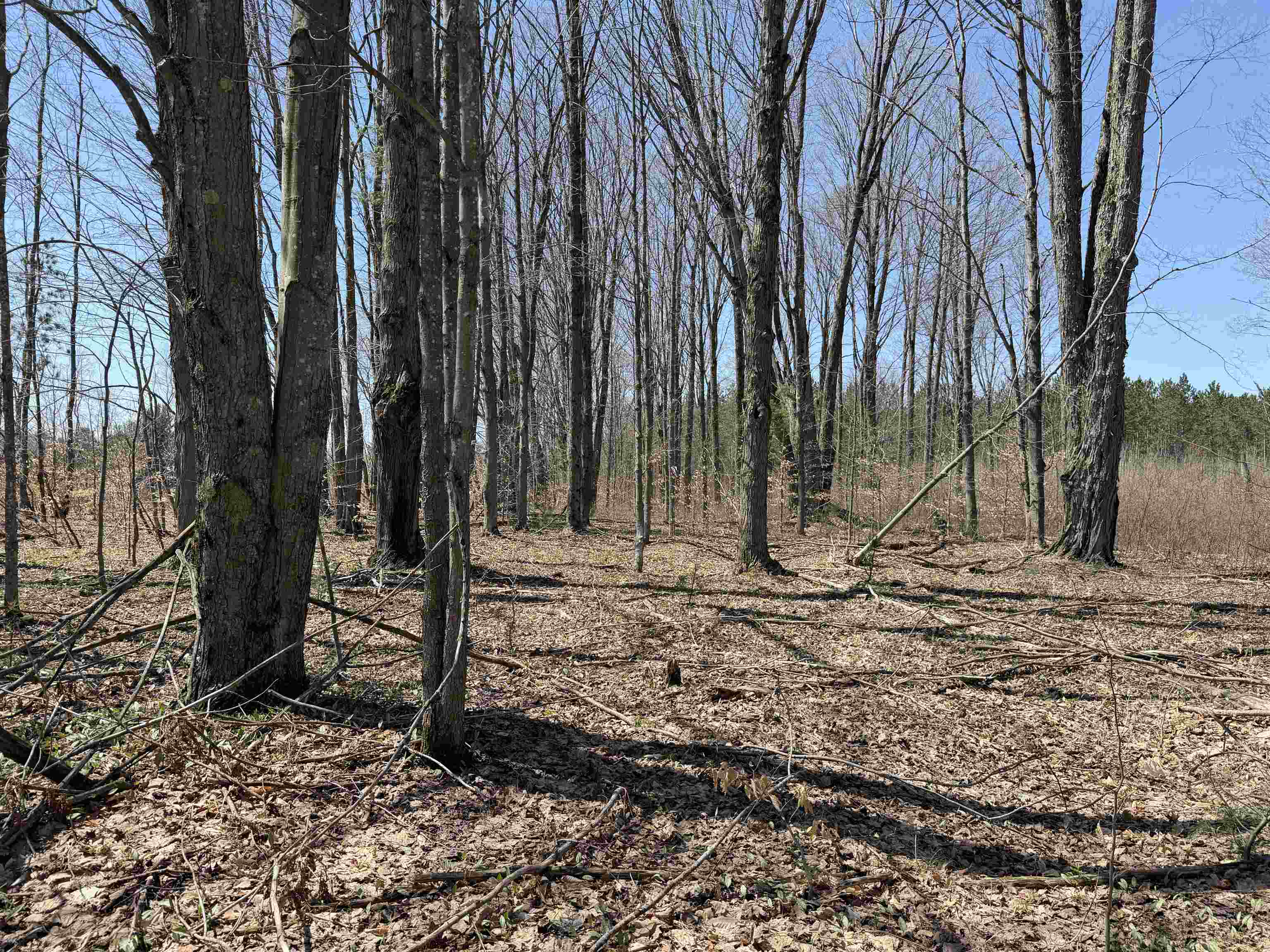 5th image of 00 Landis Rd, Thompsonville, MI 49683 | MLS# 78080066286