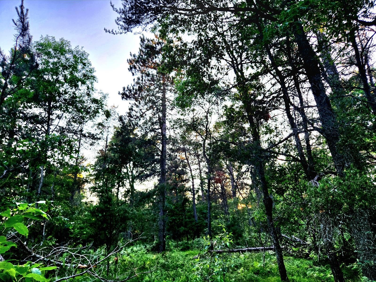 2498 W Five Mile Road, Grayling, MI, 49738