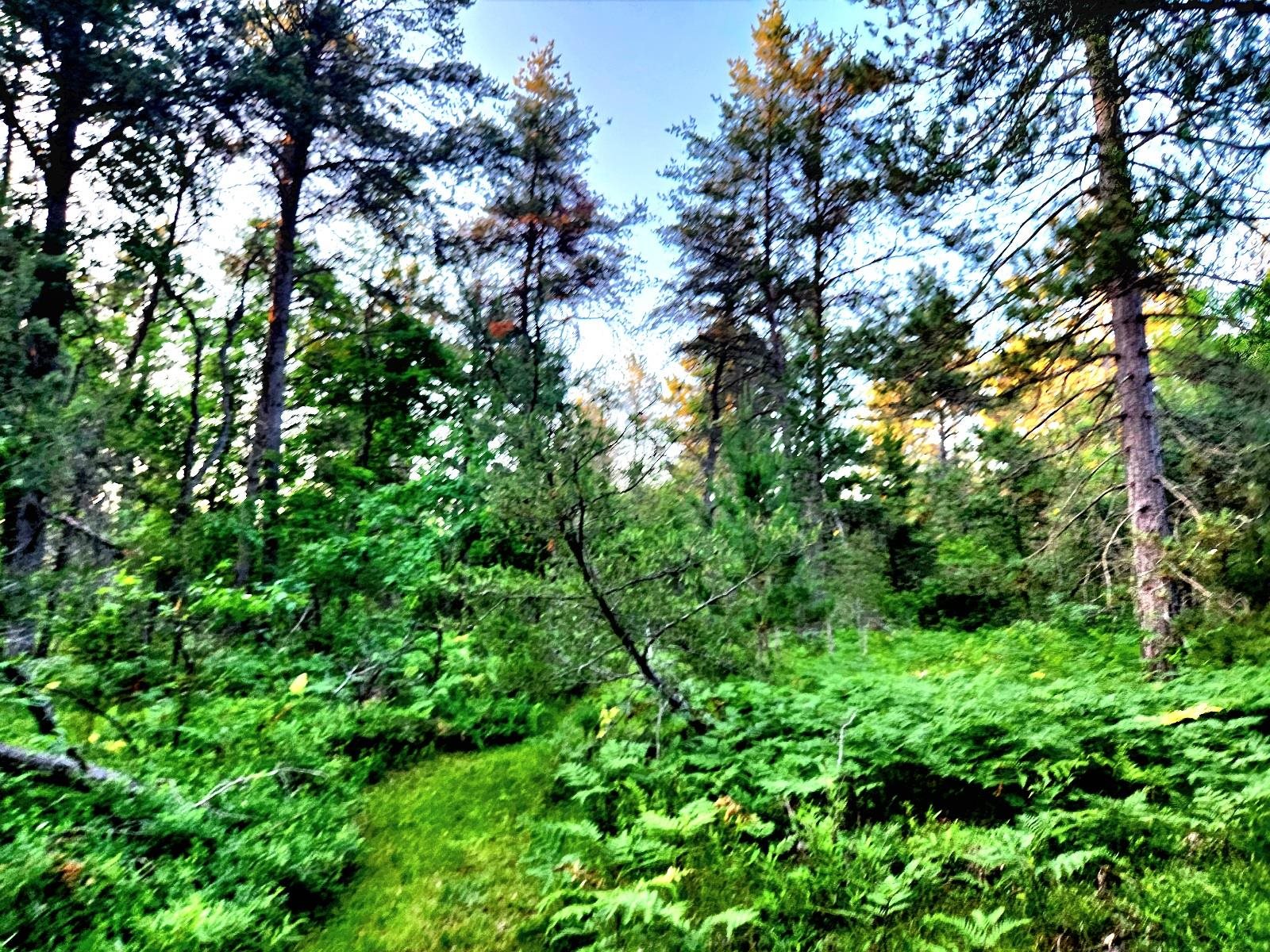 2498 W Five Mile Road, Grayling, MI, 49738