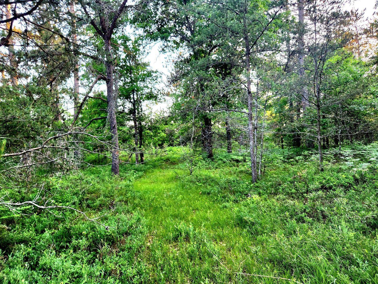 2498 W Five Mile Road, Grayling, MI, 49738