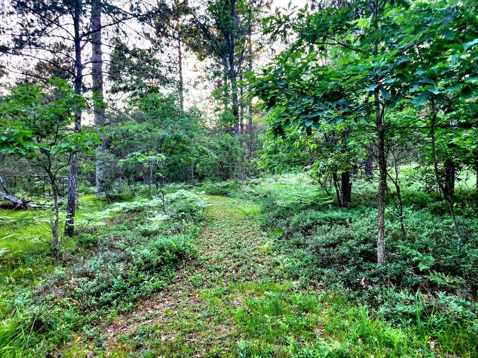 2498 W Five Mile Road, Grayling, MI, 49738