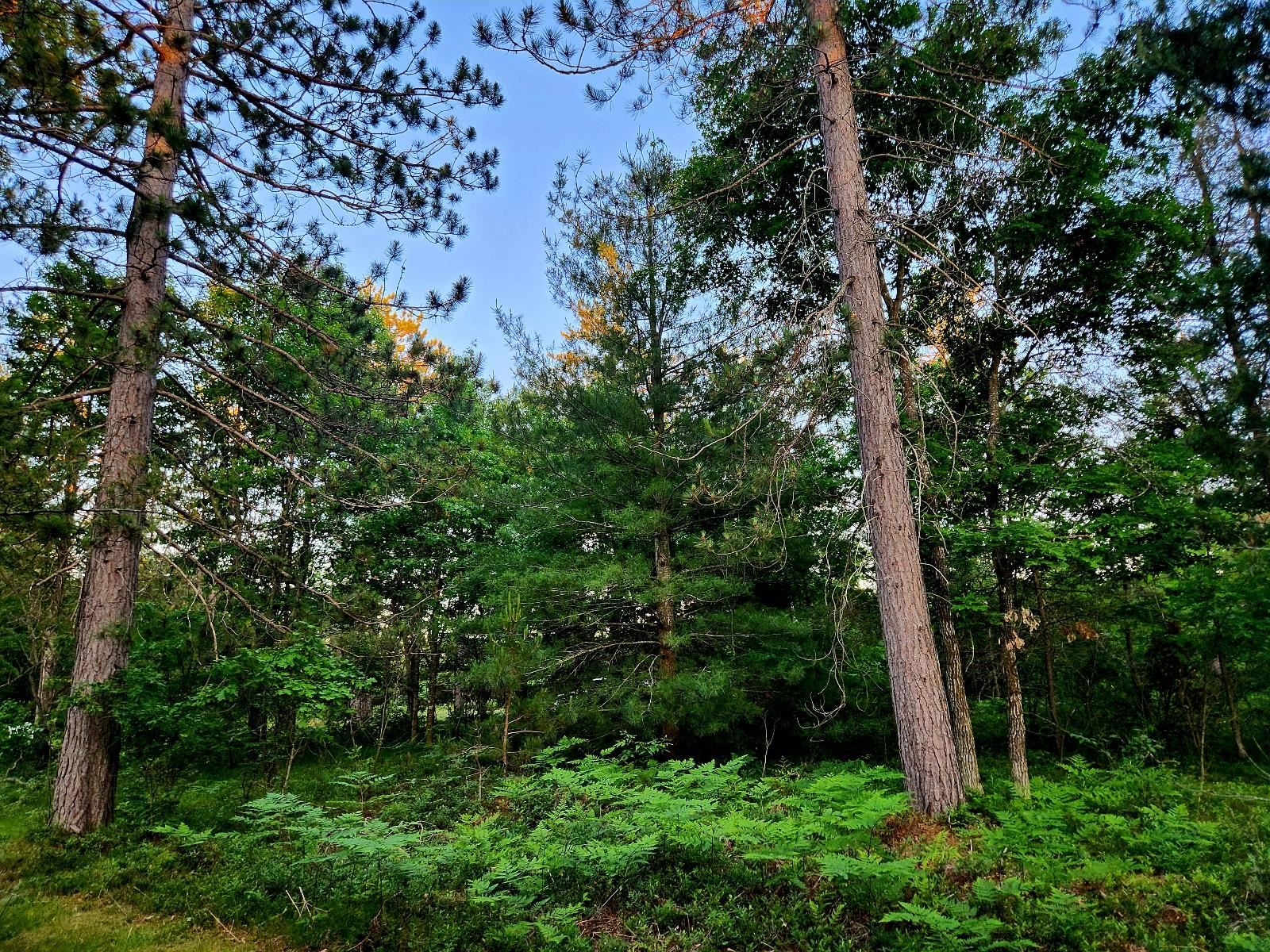 2498 W Five Mile Road, Grayling, MI, 49738