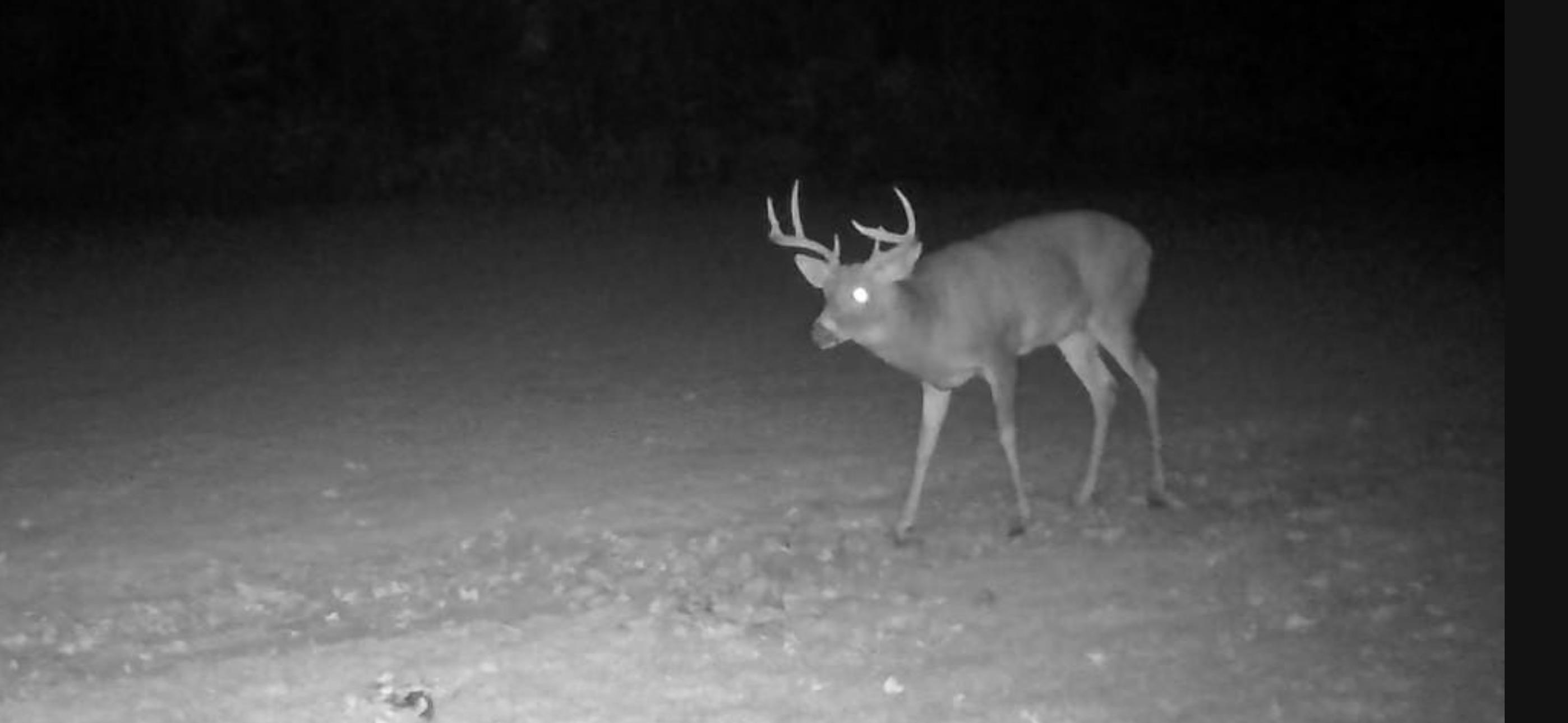 2498 W Five Mile Road, Grayling, MI, 49738