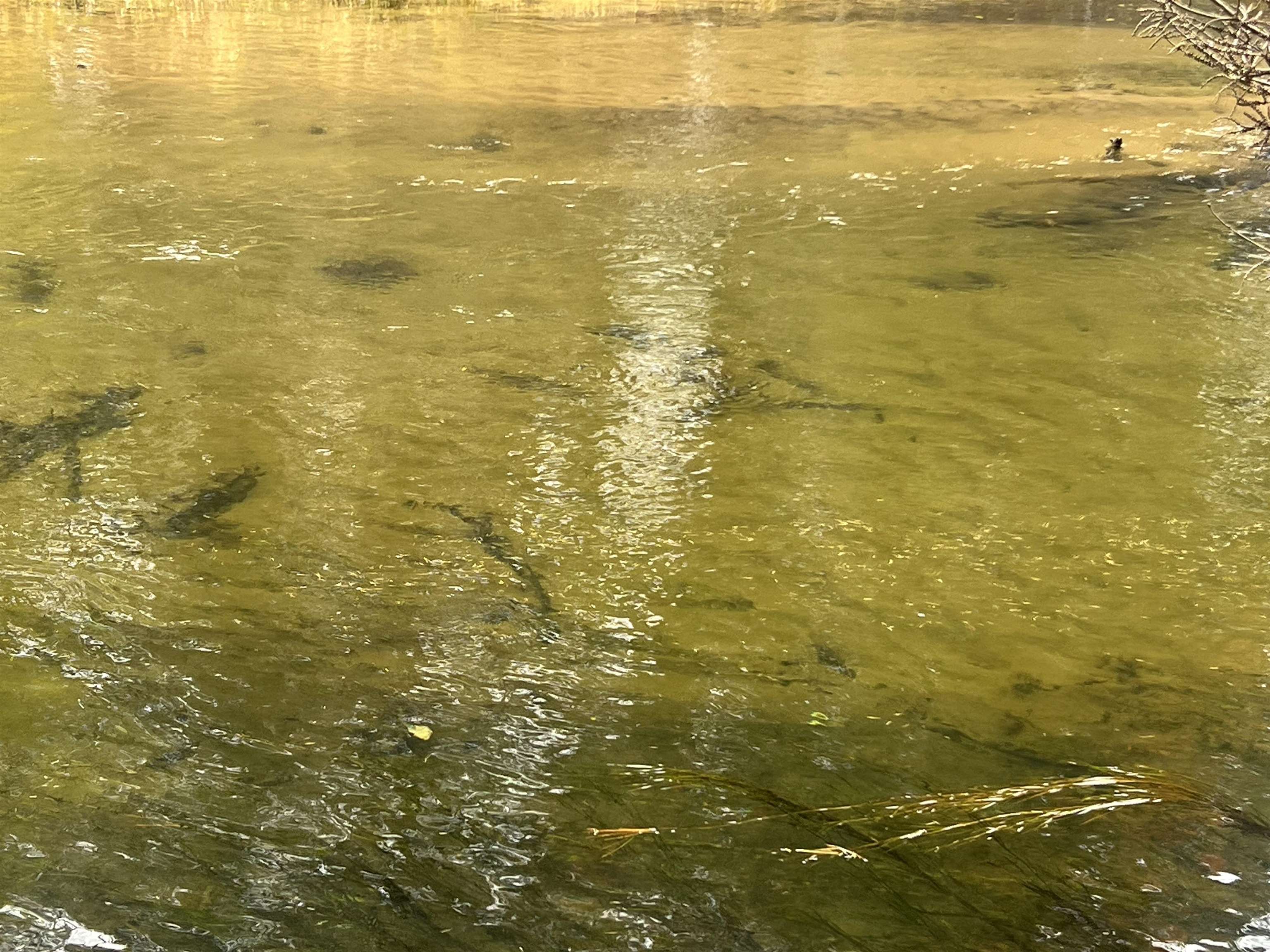 6051 Manistee River Road UNIT&nbsp;Lot: 13, Frederic, MI, 49733