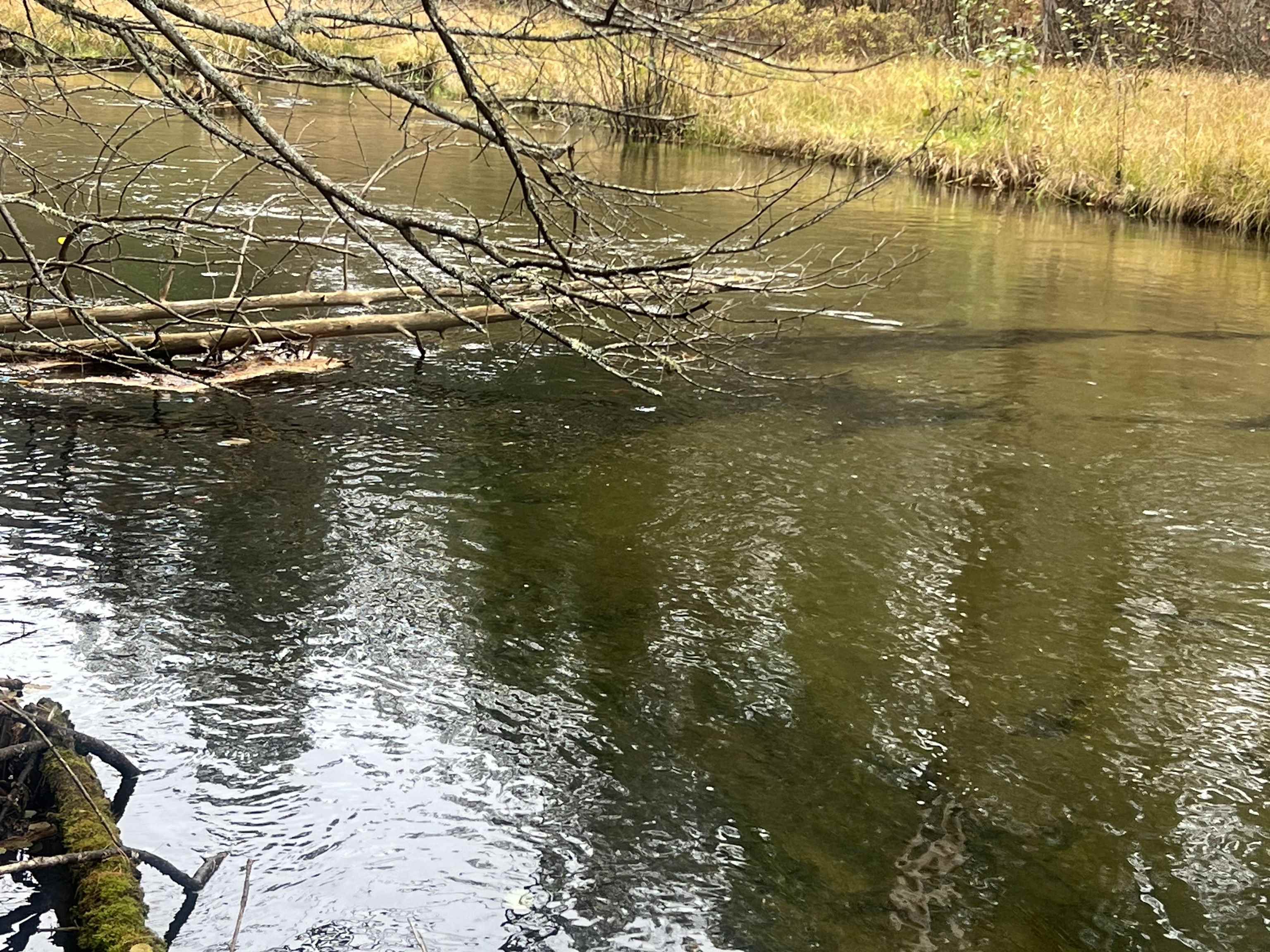 6051 Manistee River Road UNIT&nbsp;Lot: 13, Frederic, MI, 49733