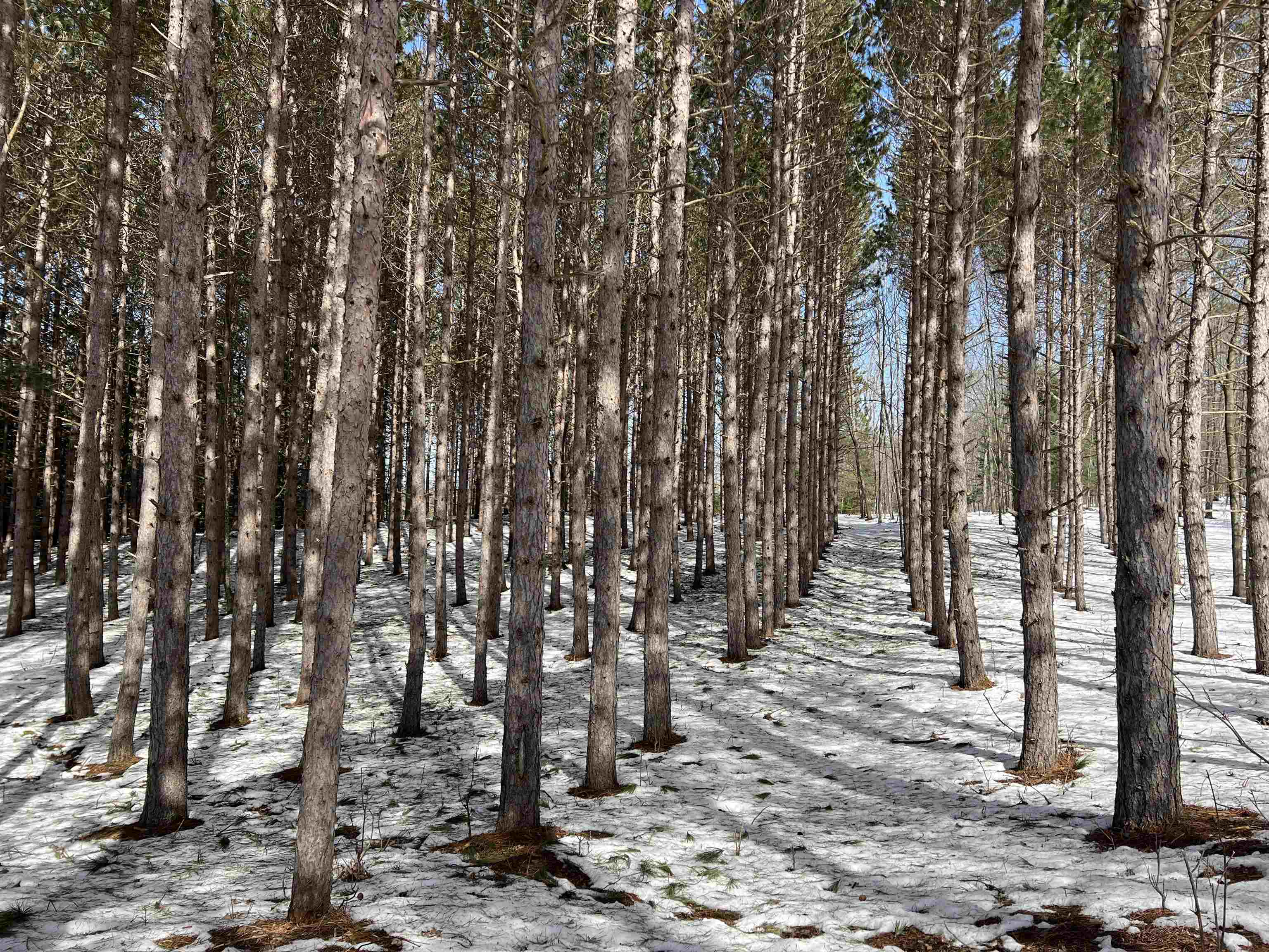 0319 Lund Road, Fife Lake, MI, 49633