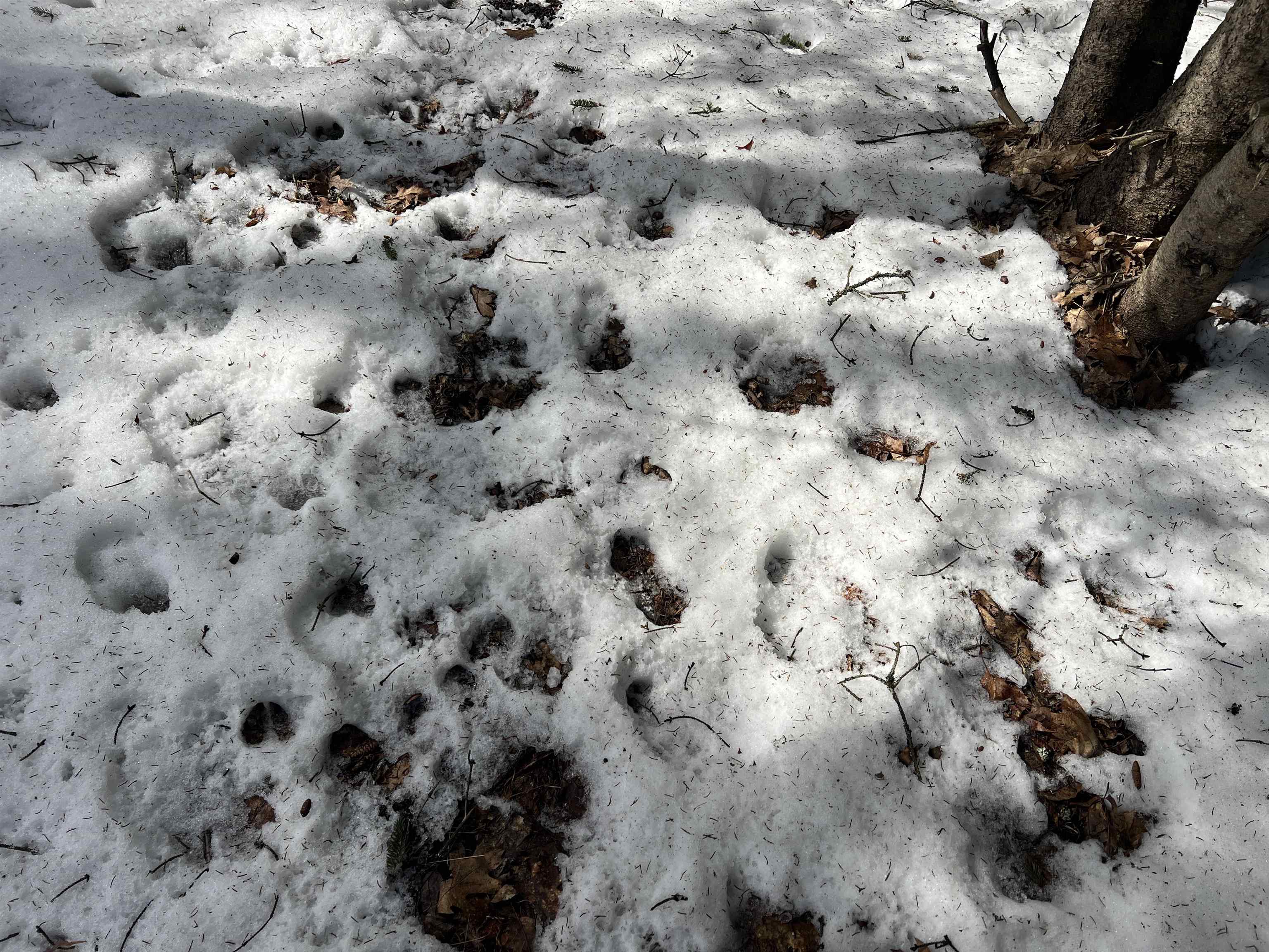 0319 Lund Road, Fife Lake, MI, 49633