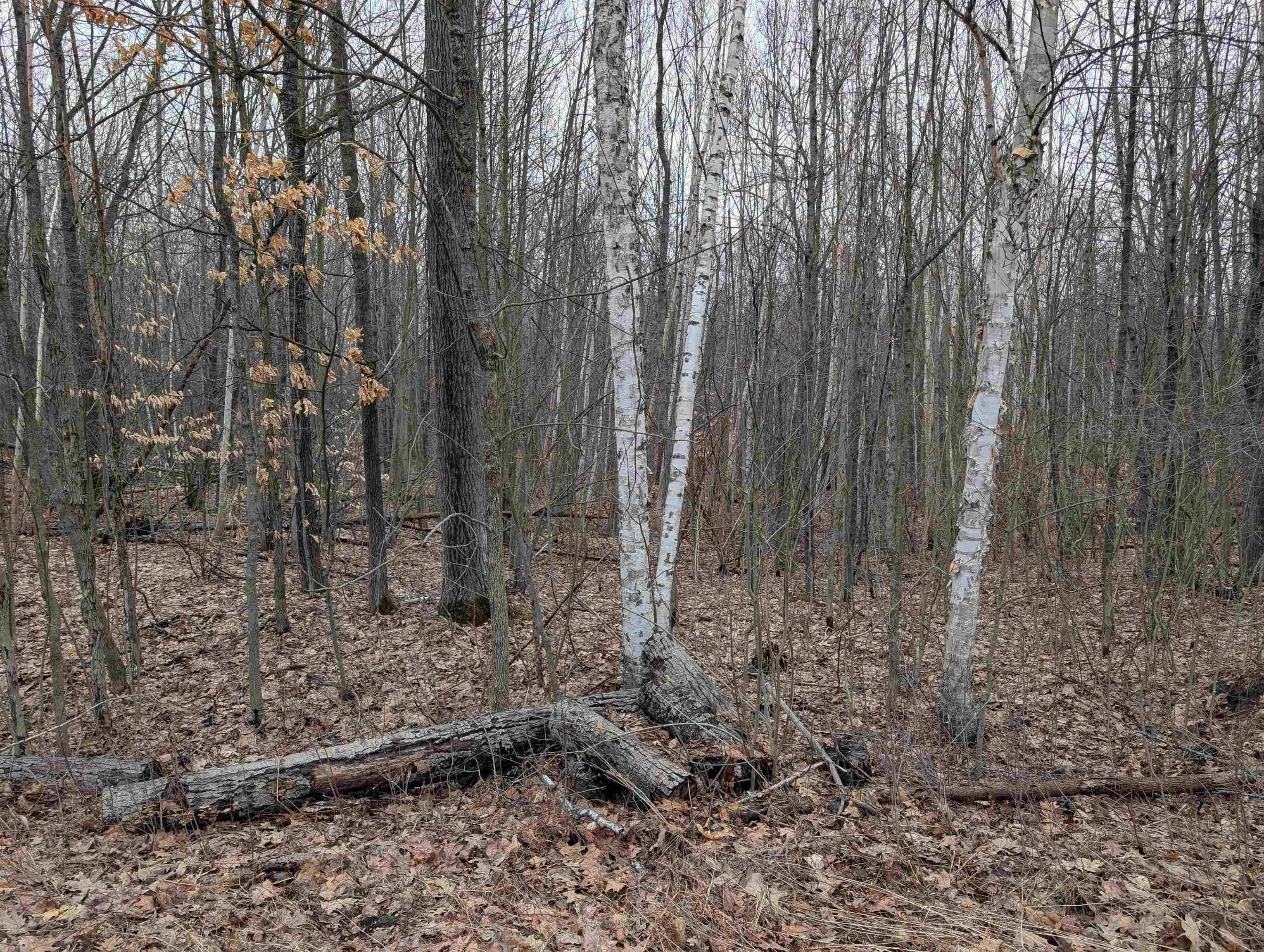 VL East Chippewa Drive, Evart, MI, 49631