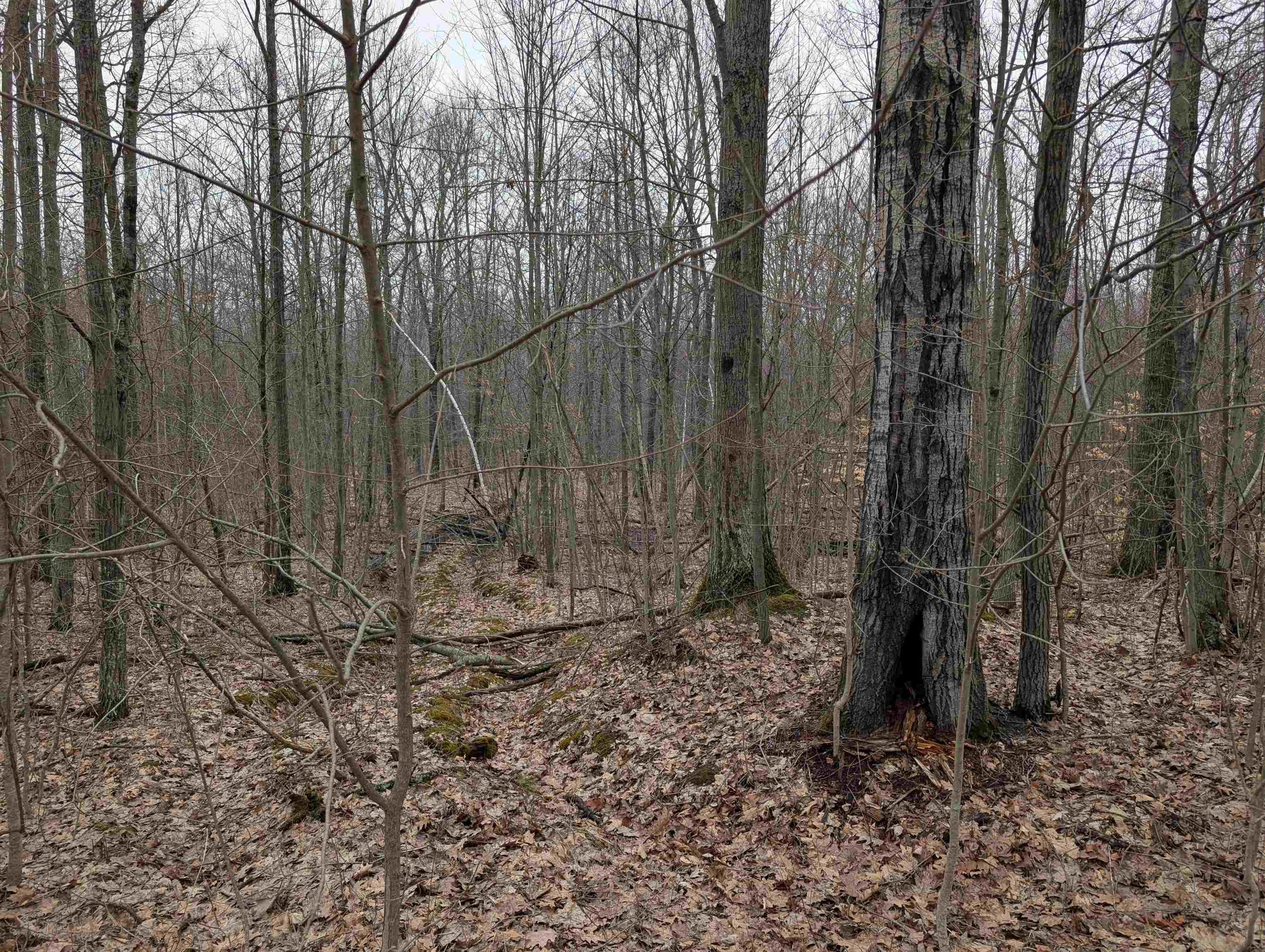 VL East Chippewa Drive, Evart, MI, 49631