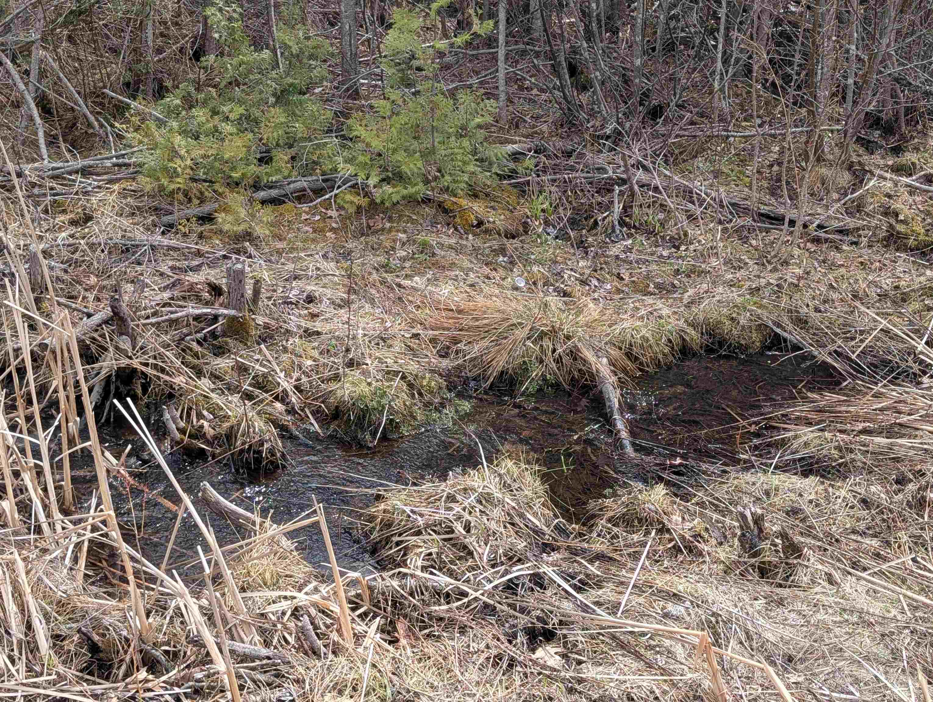 VL East Chippewa Drive, Evart, MI, 49631