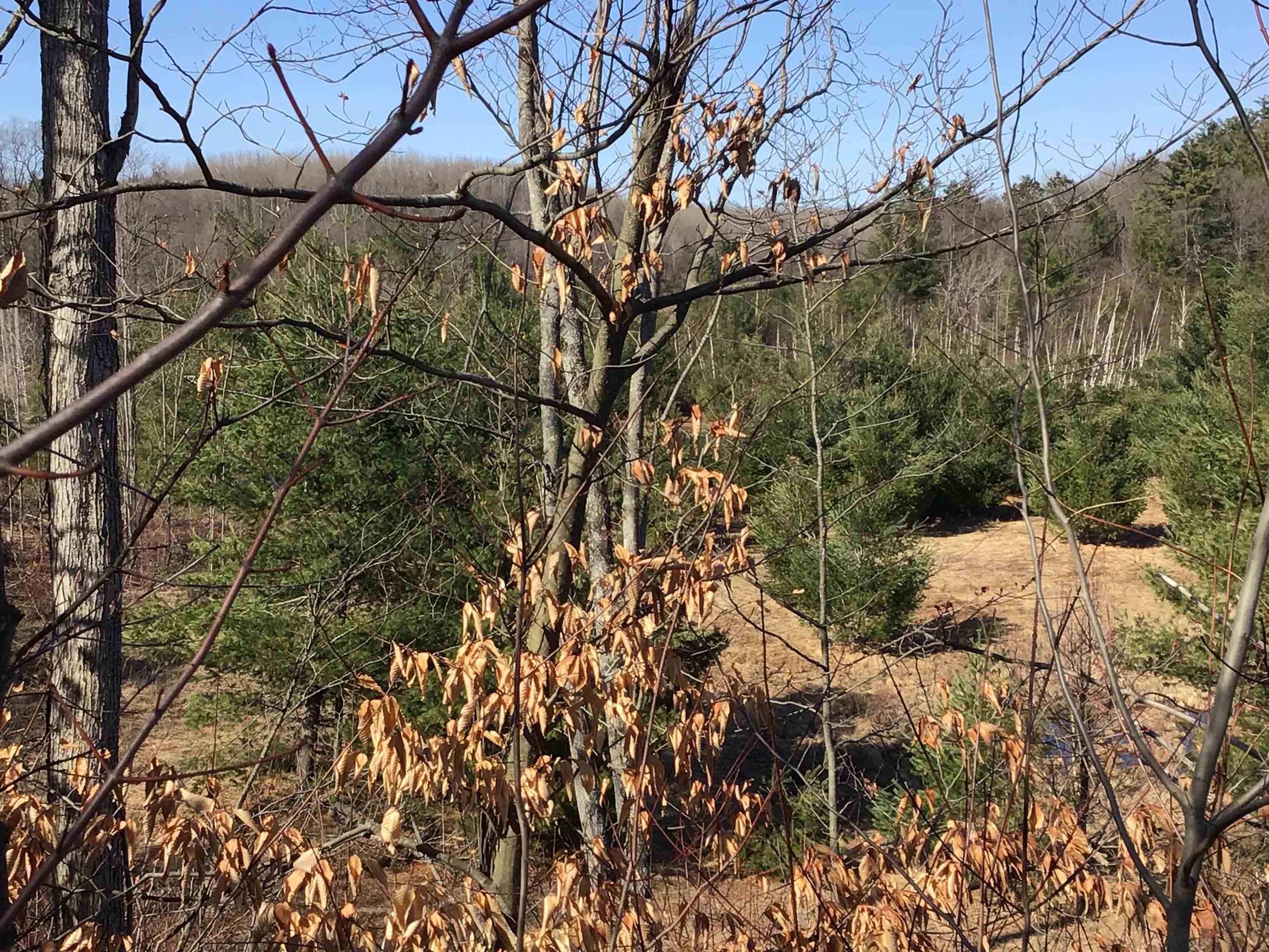 80 VL Mackinaw Trail, Cadillac, MI, 49601