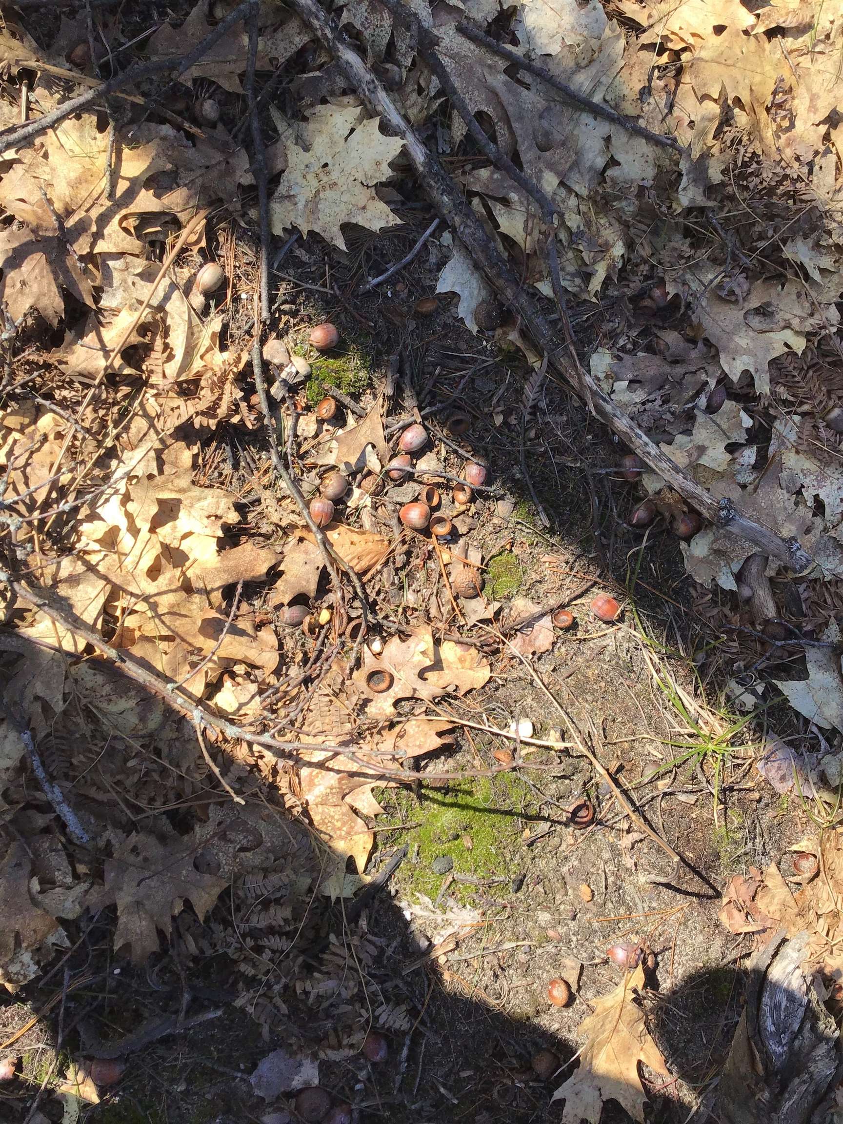 80 VL Mackinaw Trail, Cadillac, MI, 49601