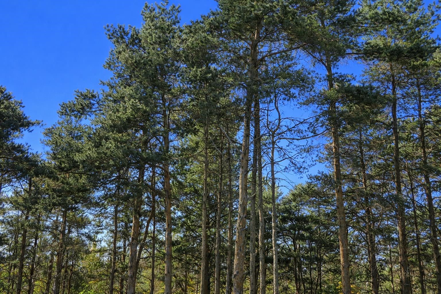 8796 Cedar Creek Drive, Petoskey, MI, 49770