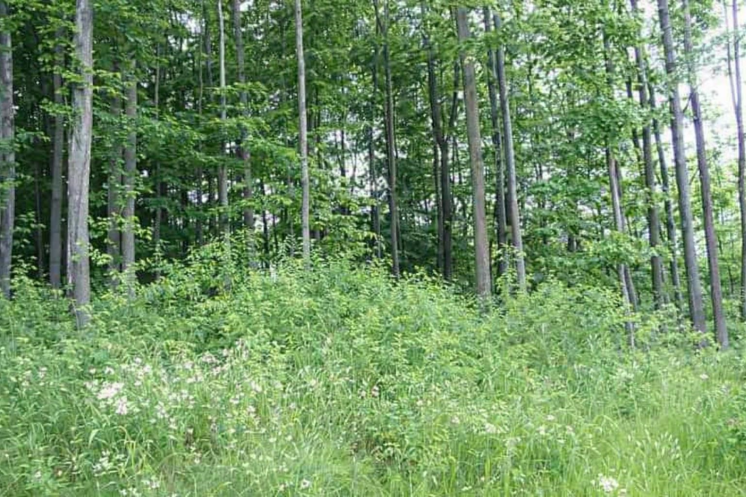 8796 Cedar Creek Drive, Petoskey, MI, 49770